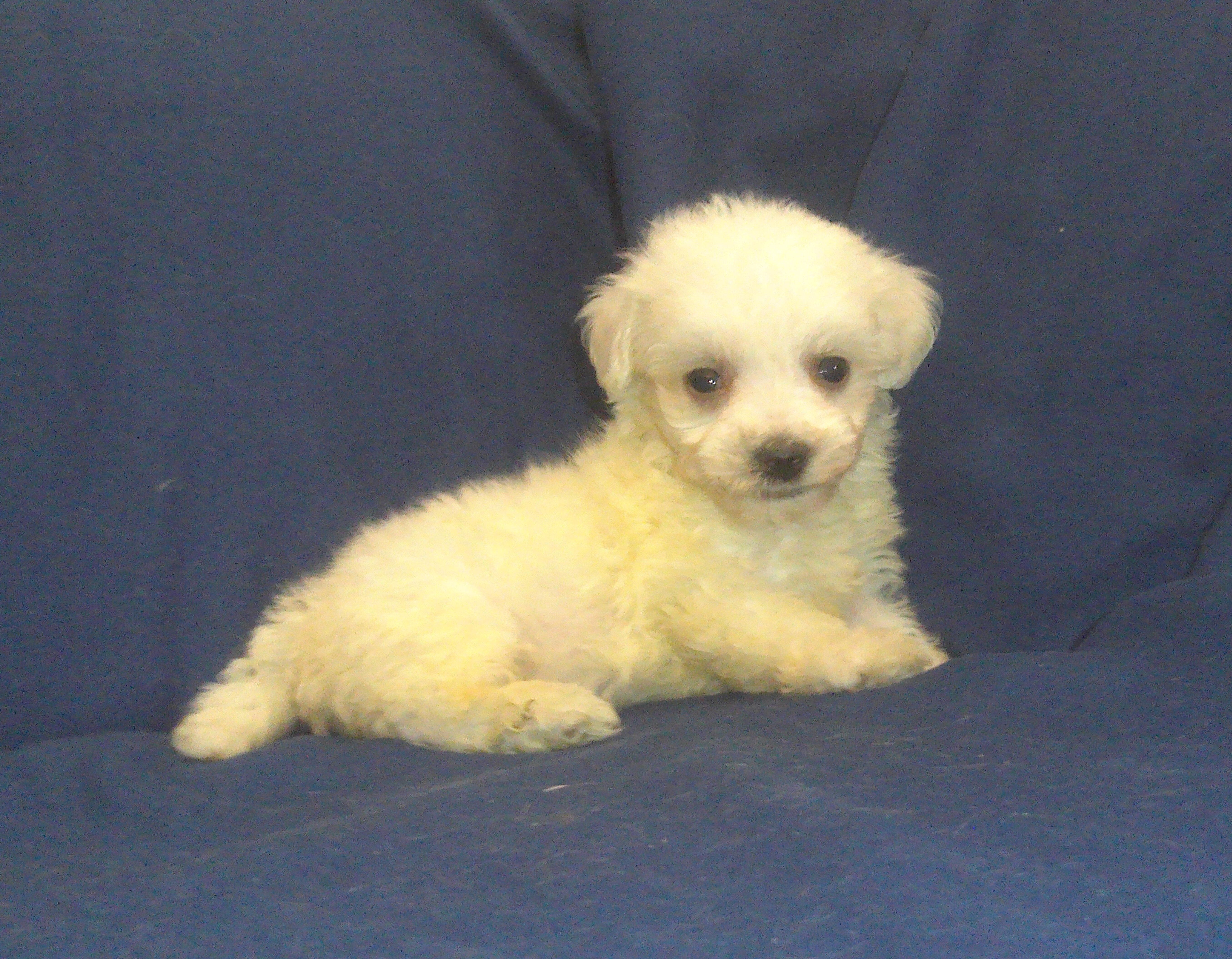 Paris - MaltiPoo male, in home raised, non-shed image 1