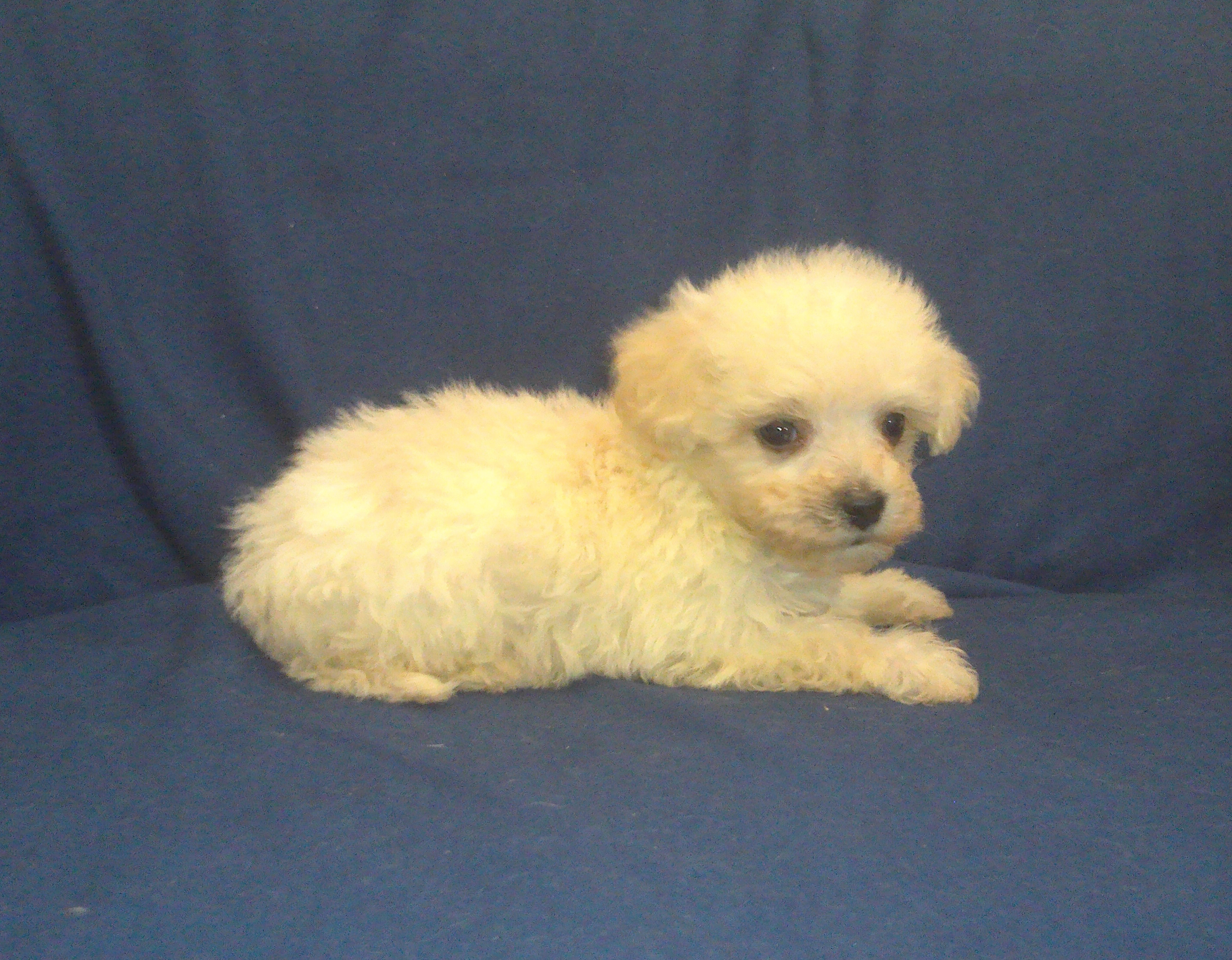 Paladin - MaltiPoo male, in home raised, non-shed image 1
