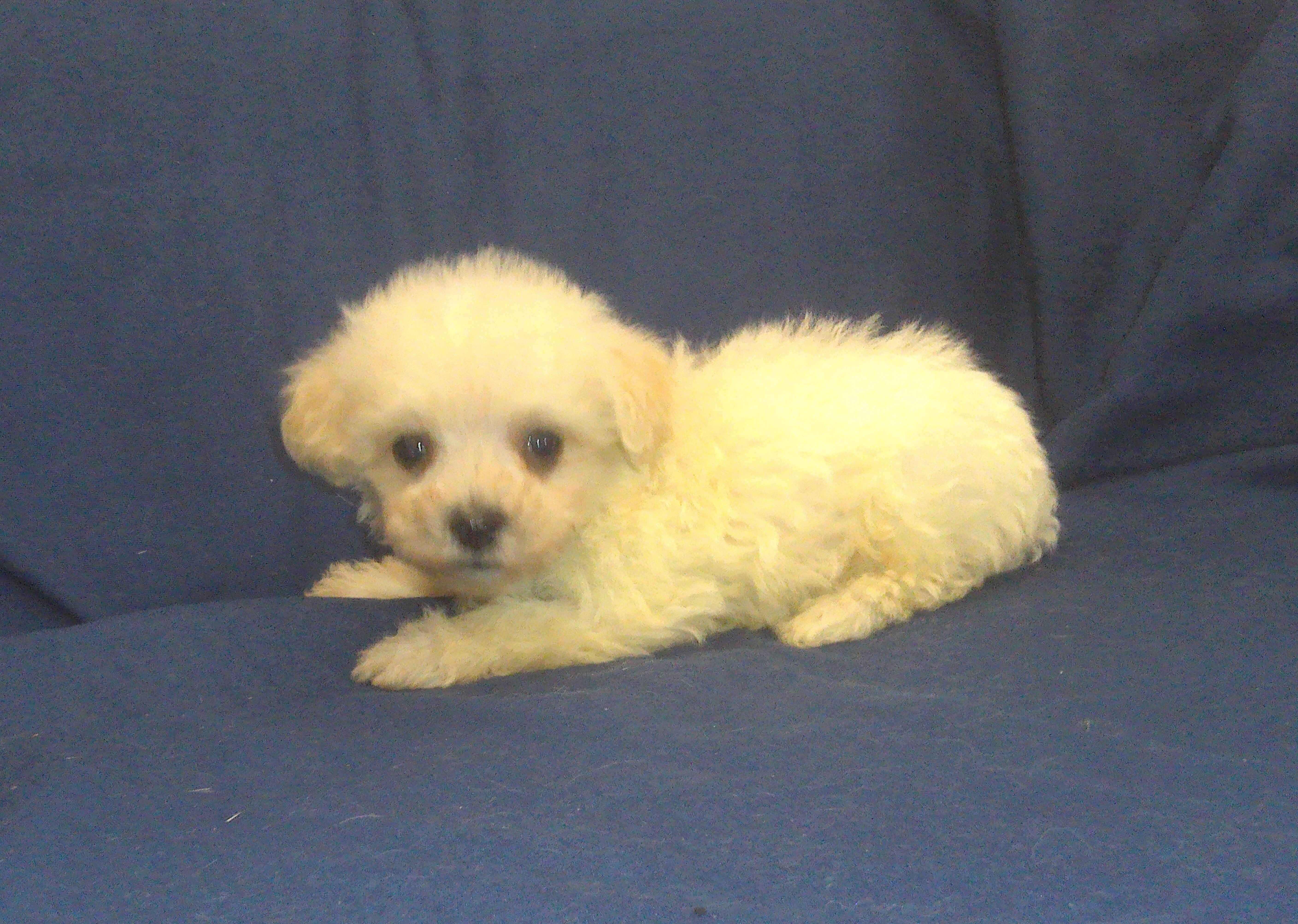 Paladin - MaltiPoo male, in home raised, non-shed image 2