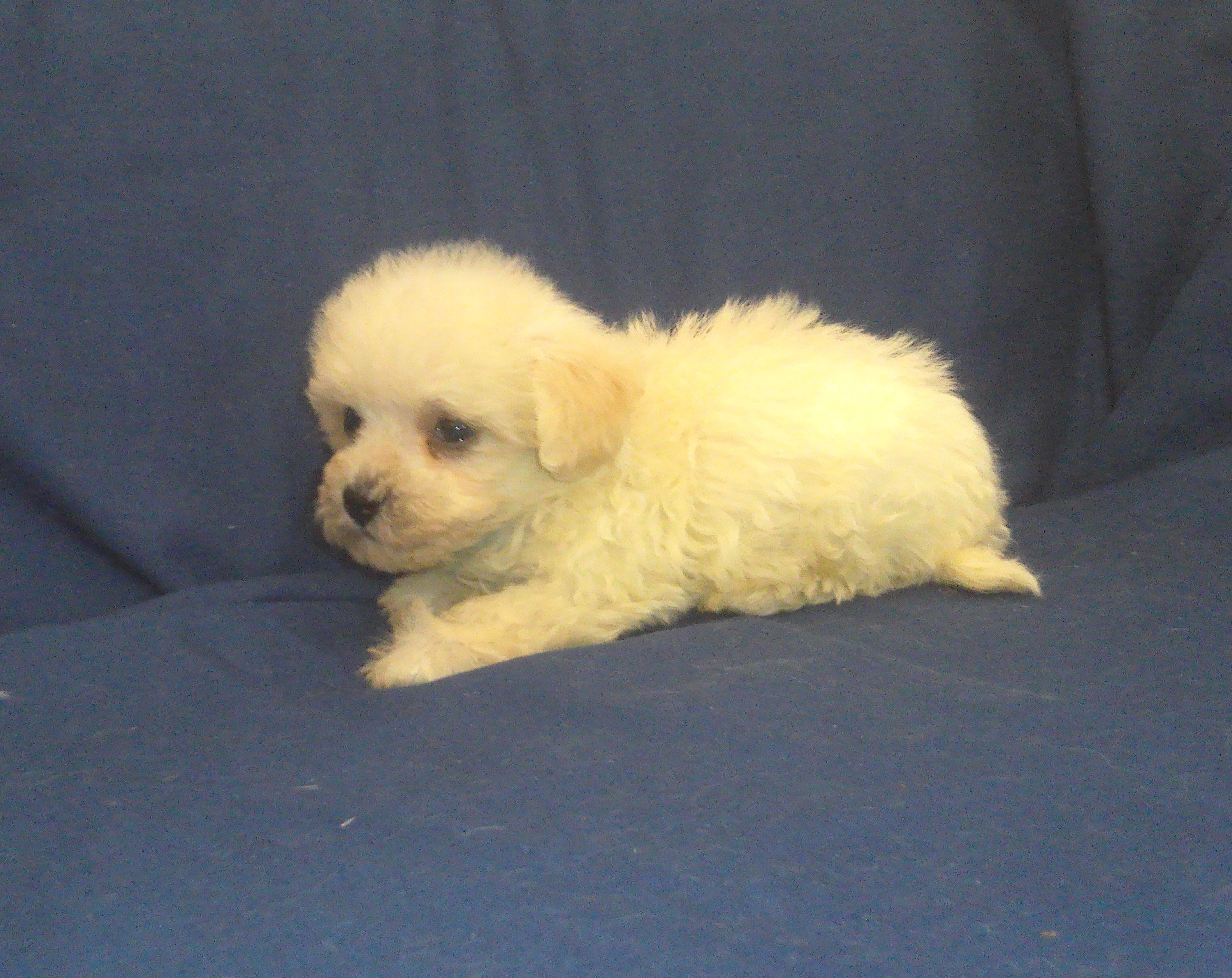 Paladin - MaltiPoo male, in home raised, non-shed image 3