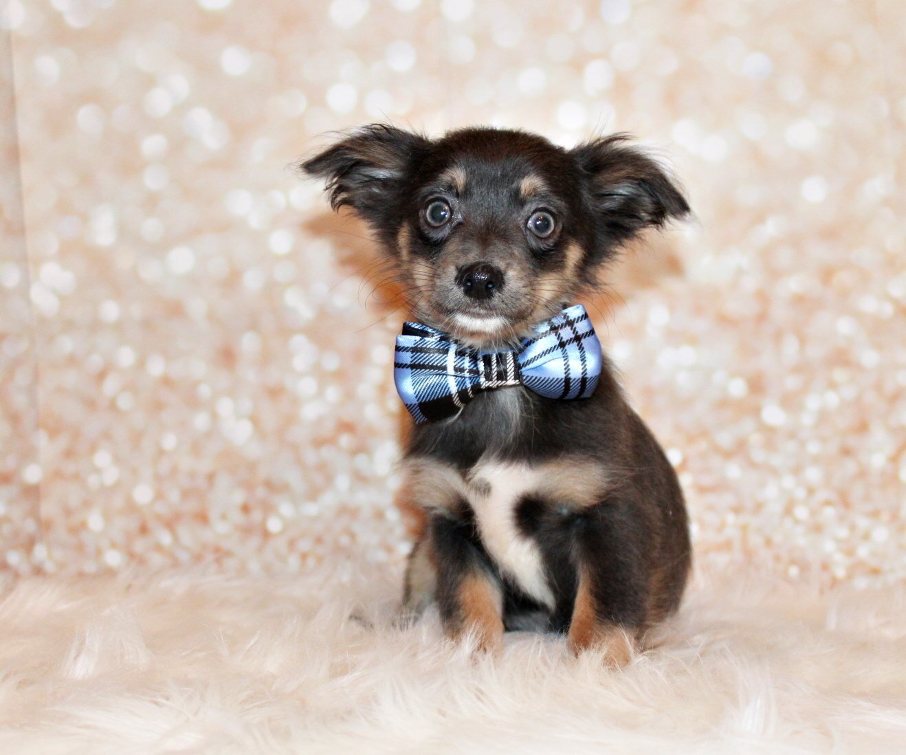 Blue - Gorgeous L/C Pup with Amazing Personality image 3