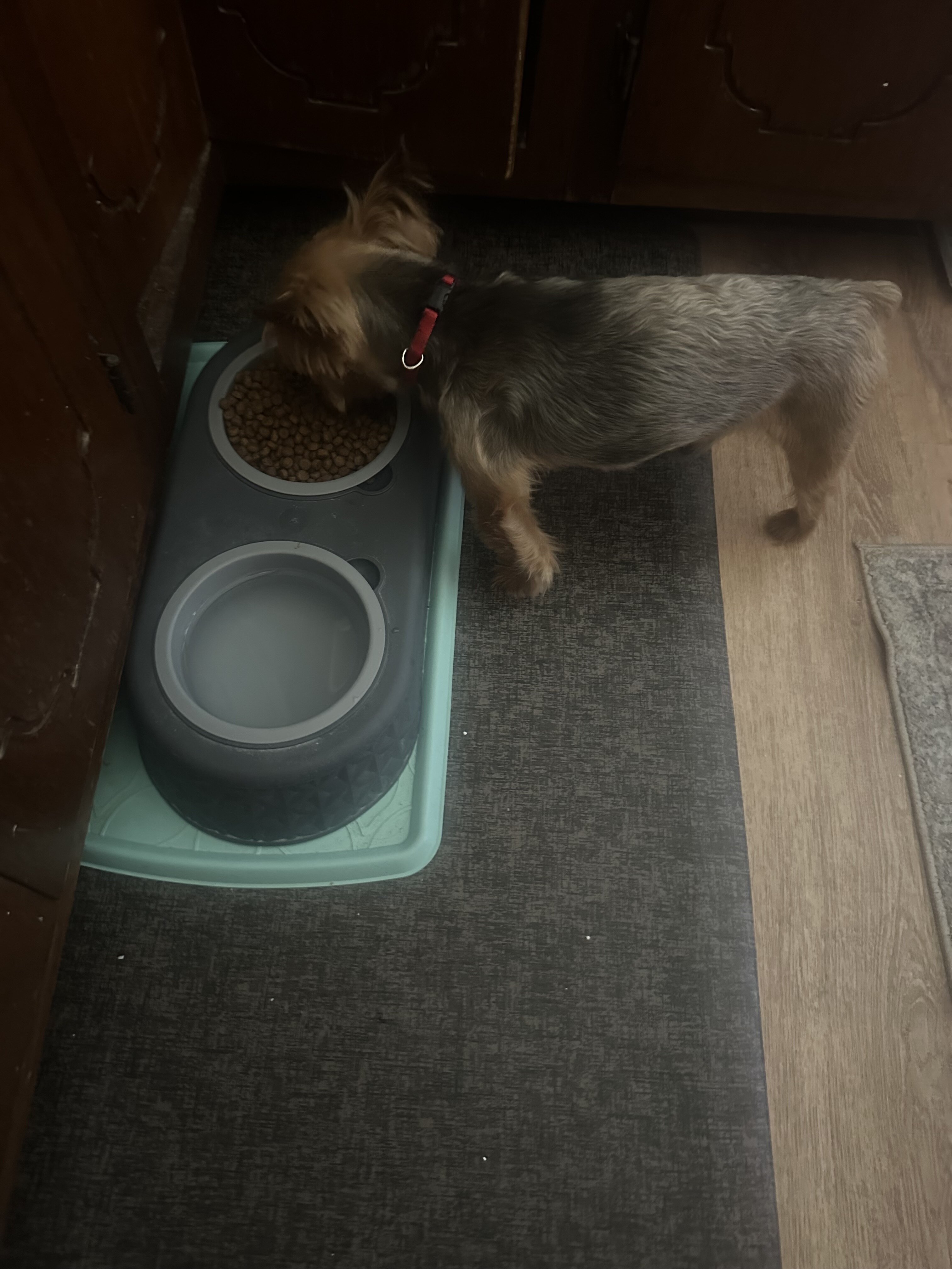Yorkshire Terrier Male Dog Gino image 3