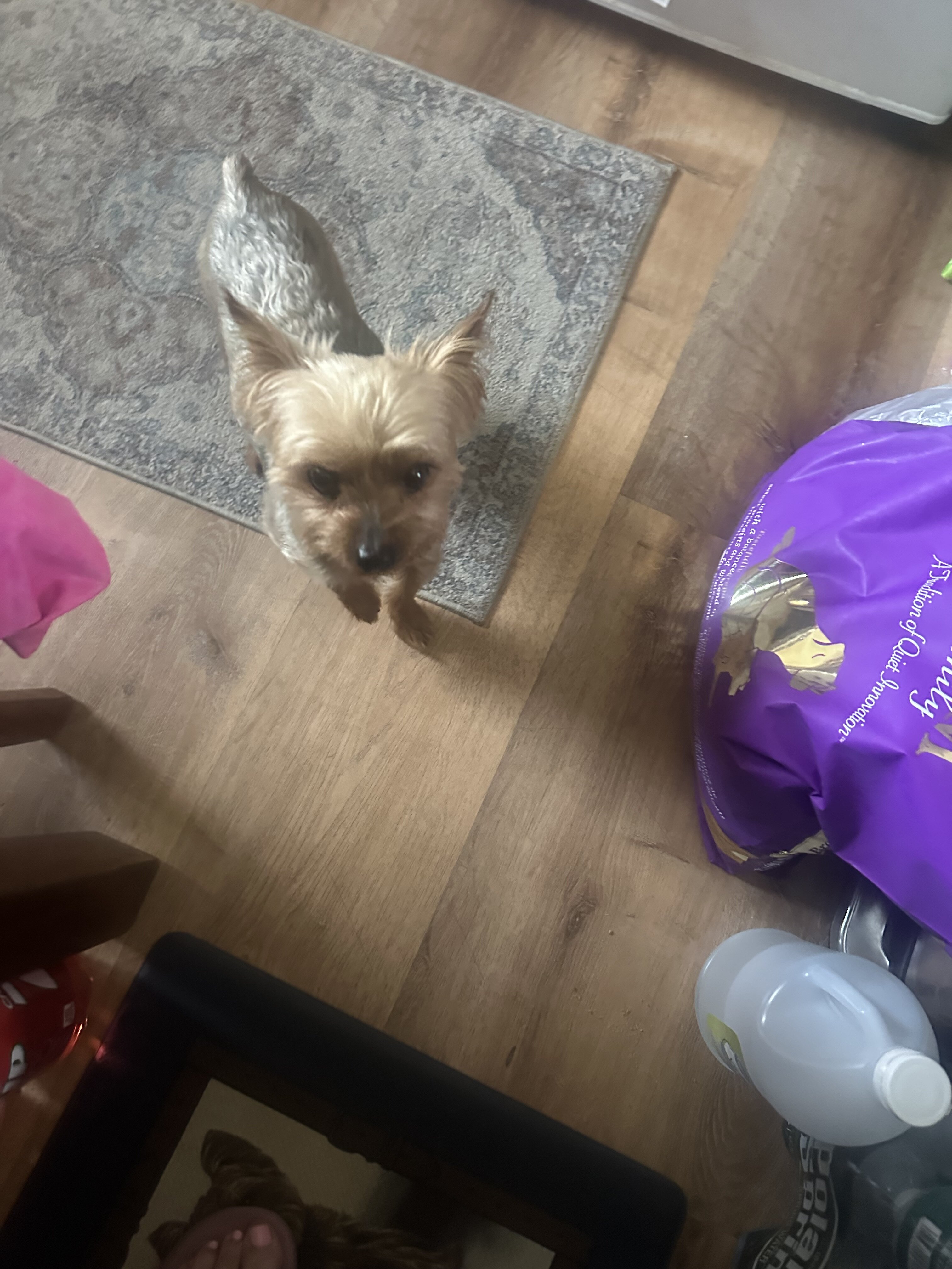 Yorkshire Terrier Male Dog Gino image 4