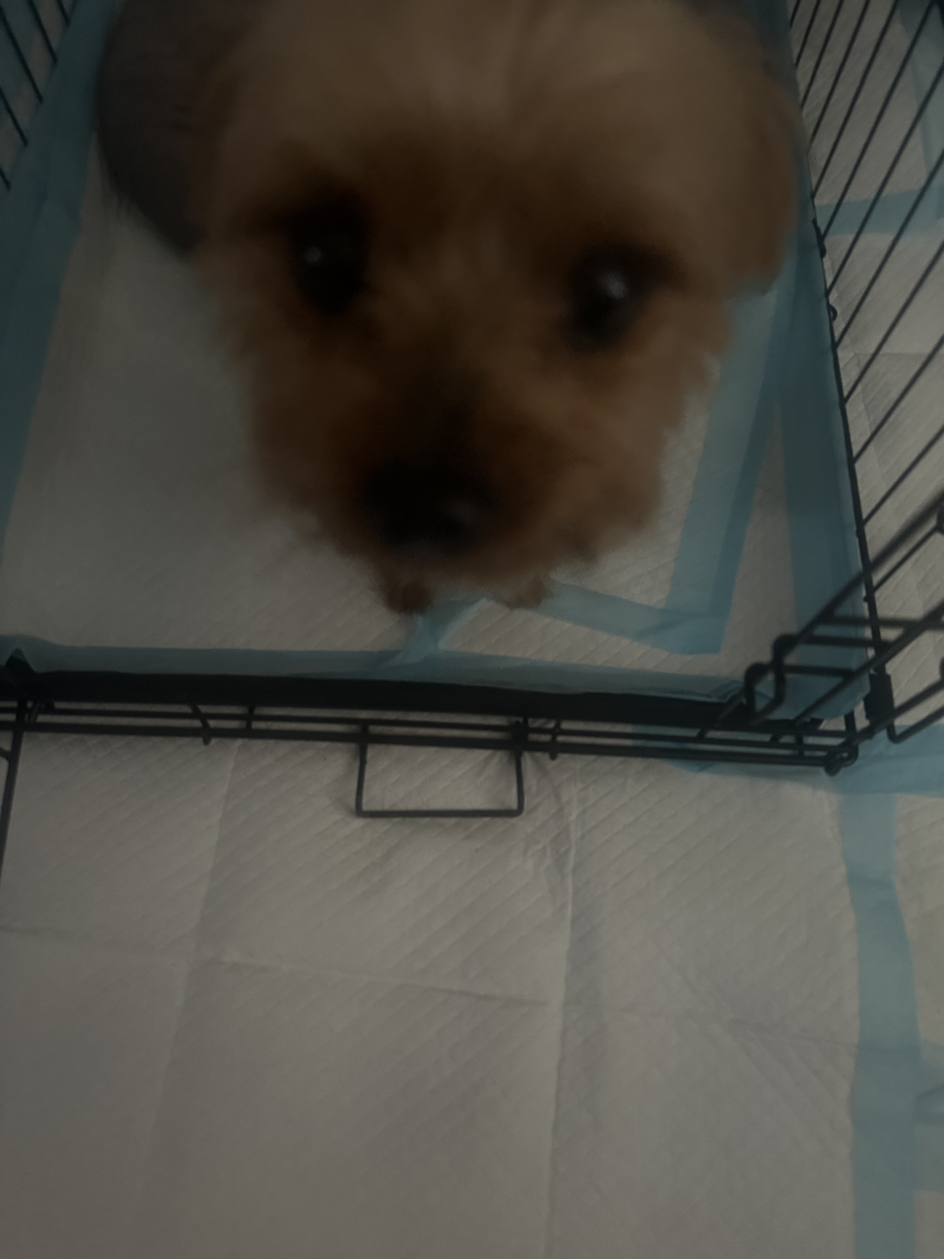 Yorkshire Terrier Male Dog Gino image 5