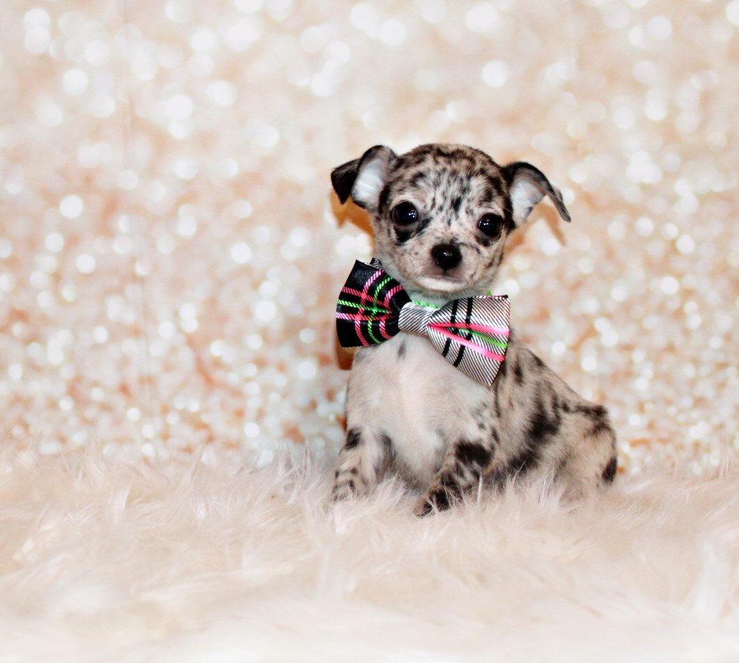 Gandolf - Petite and Handsome Black Merle Baby image 2