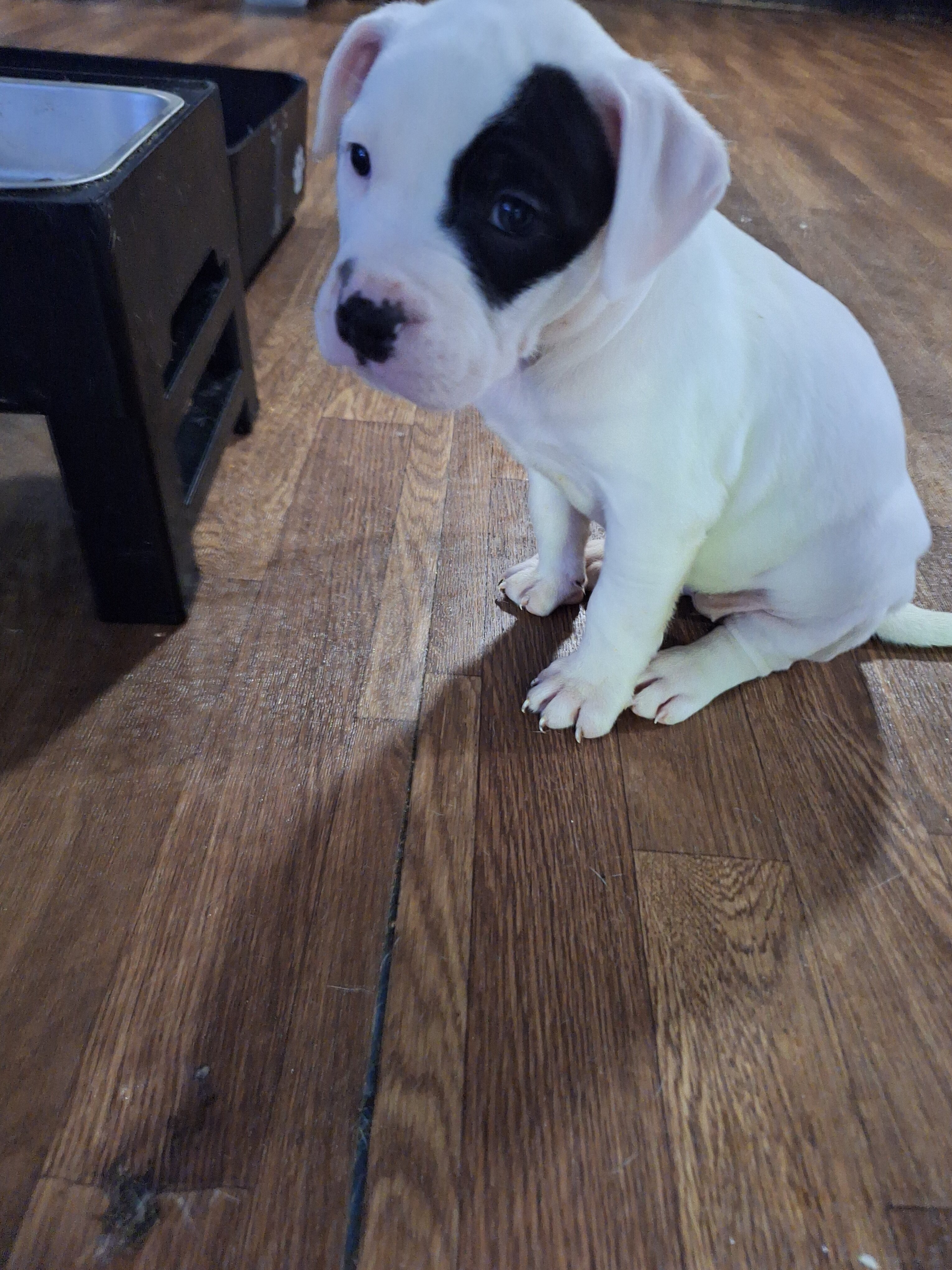 Pitbull Puppies for sale image 5