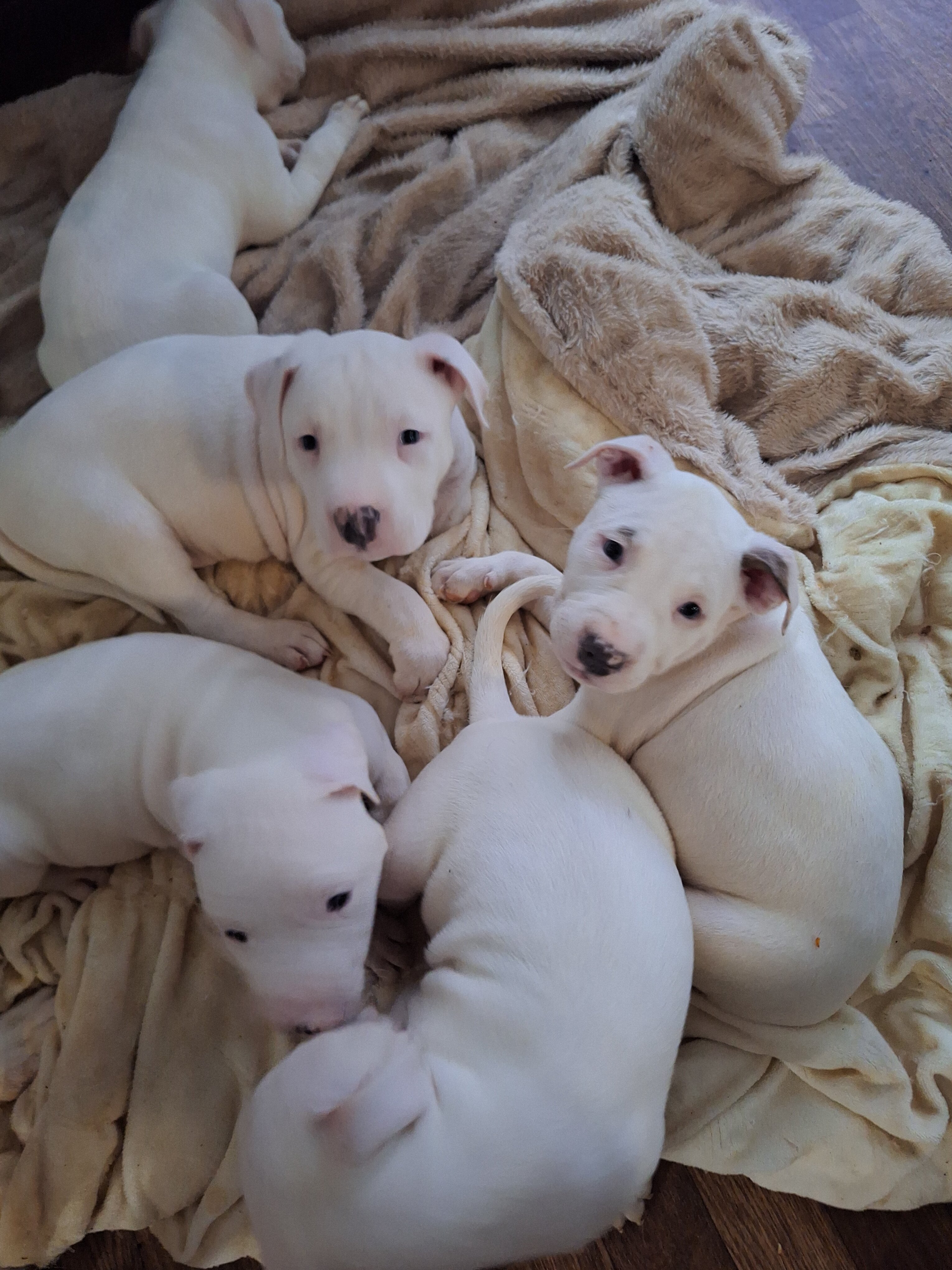 Pitbull Puppies for sale image 1