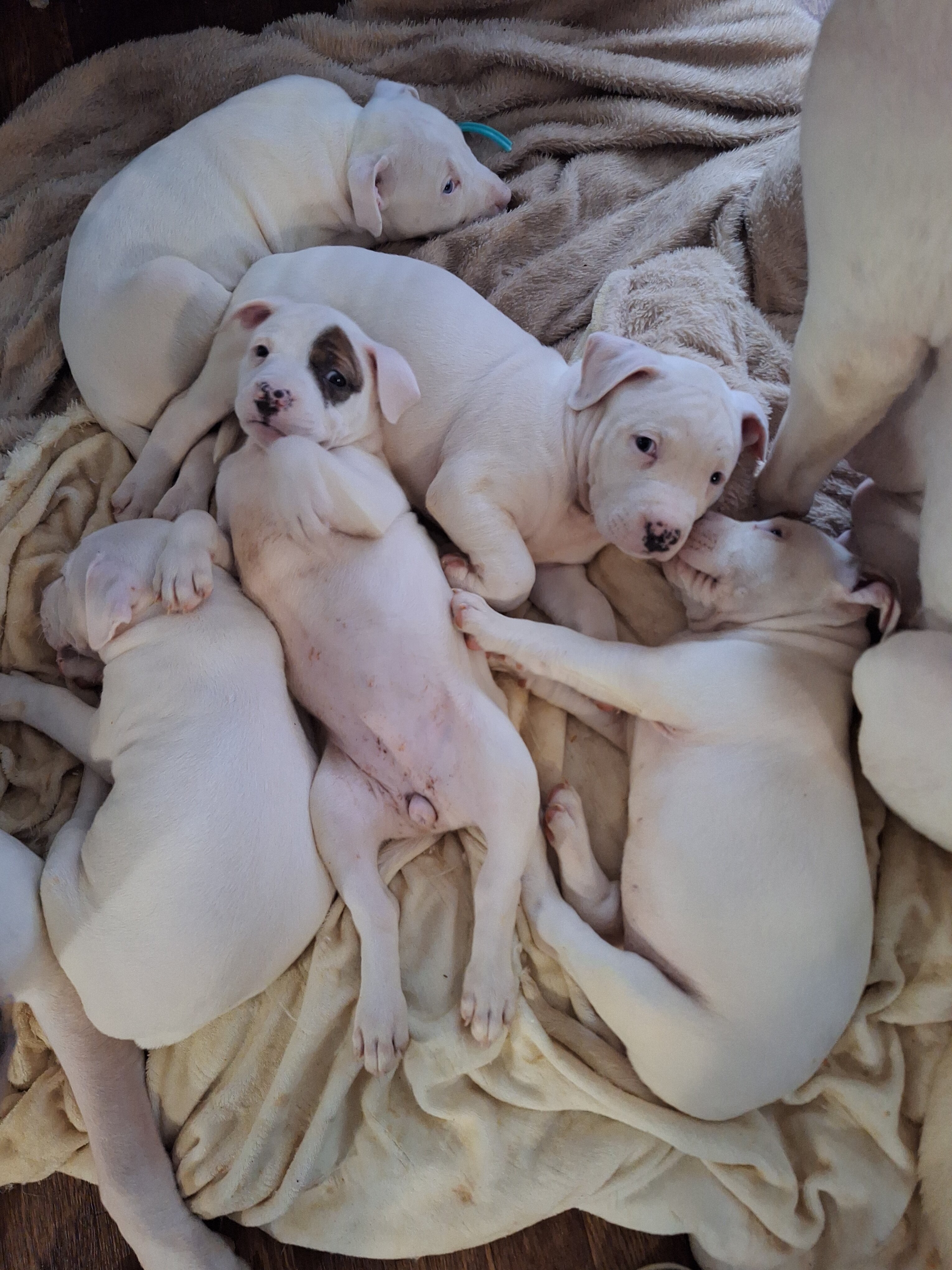 Pitbull Puppies for sale image 2
