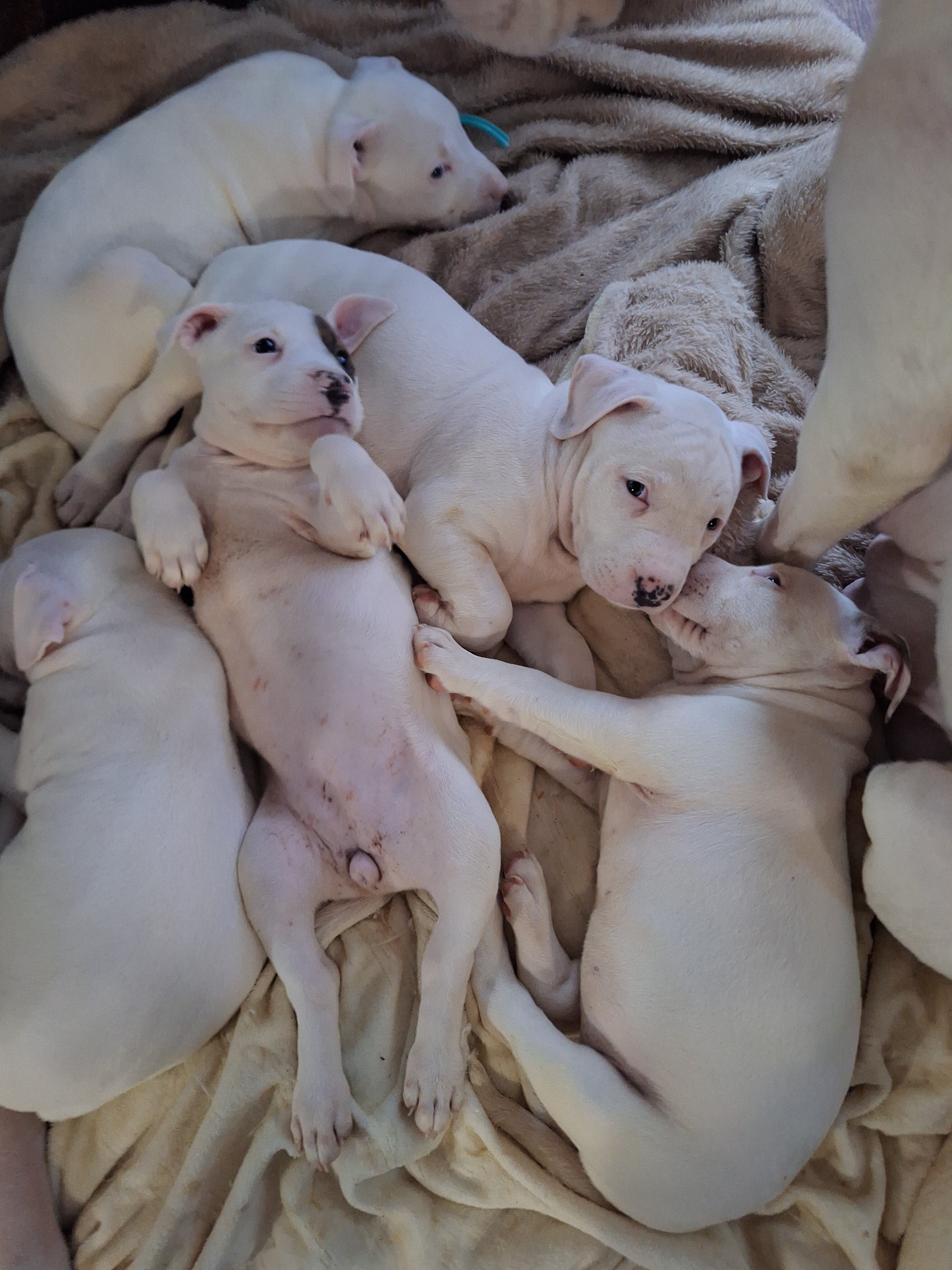 Pitbull Puppies for sale image 3