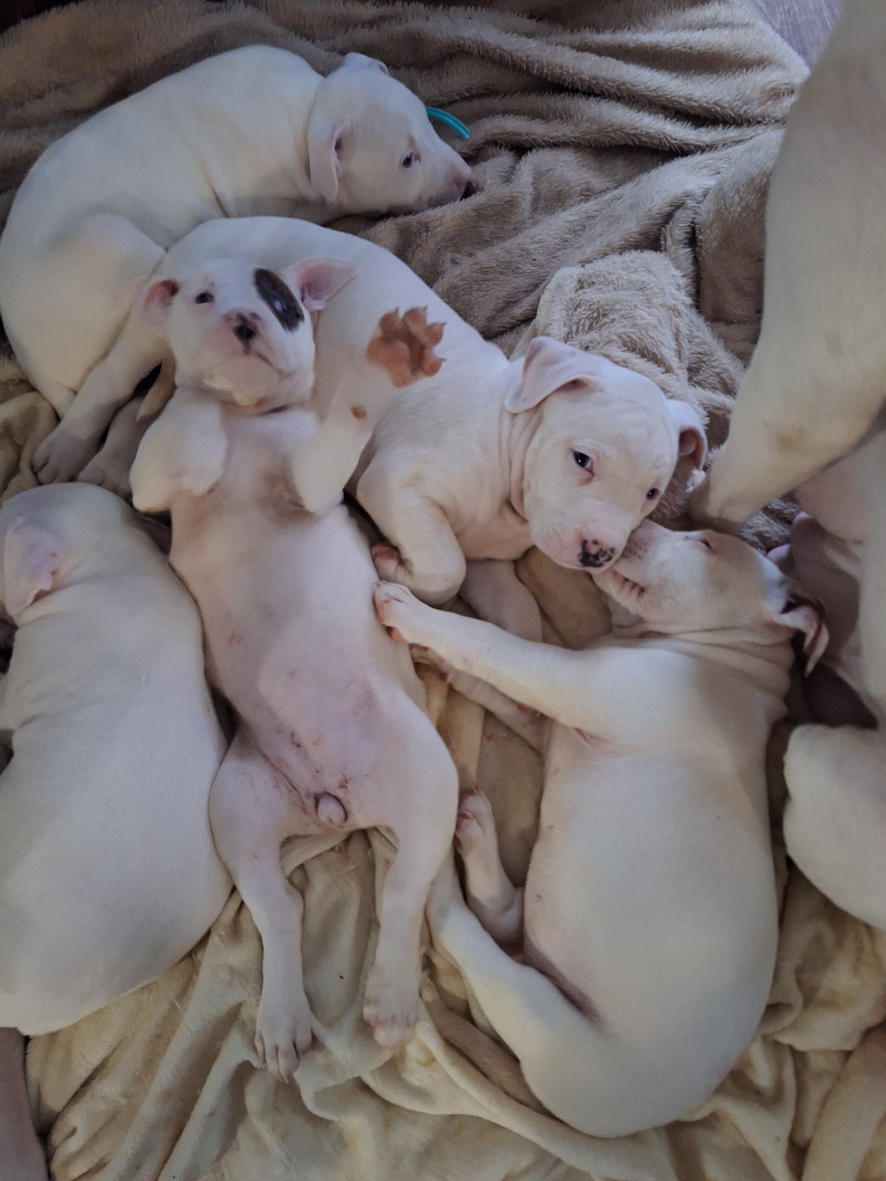 Pitbull Puppies for sale image 4