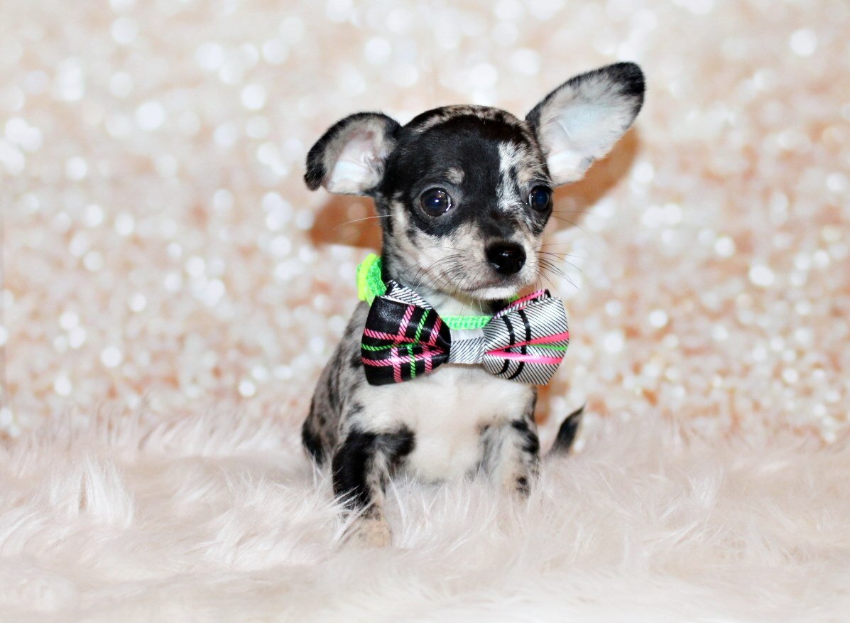 Laia/Pablo Babies - Gorgeous Flashy Merle Babies image 5