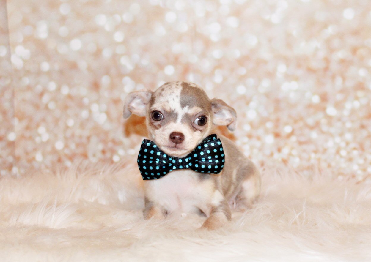 Dover - Precious and Flashy Lavender Merle image 2