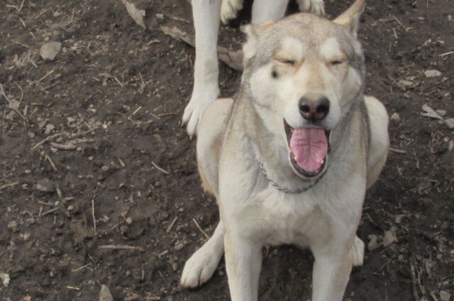 wolf hybrids for sale image 1