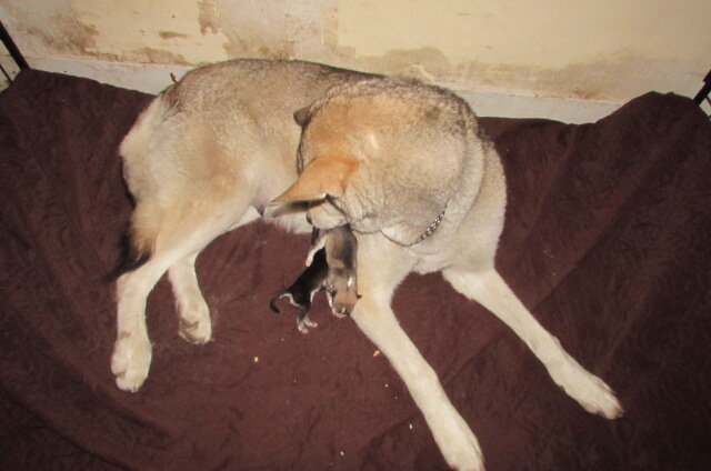 wolf hybrids for sale image 2