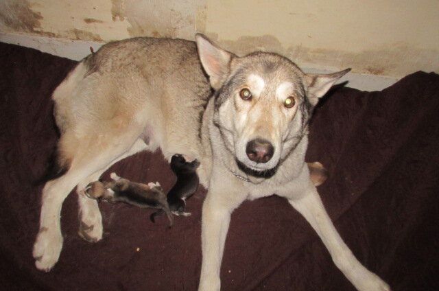 wolf hybrids for sale image 3