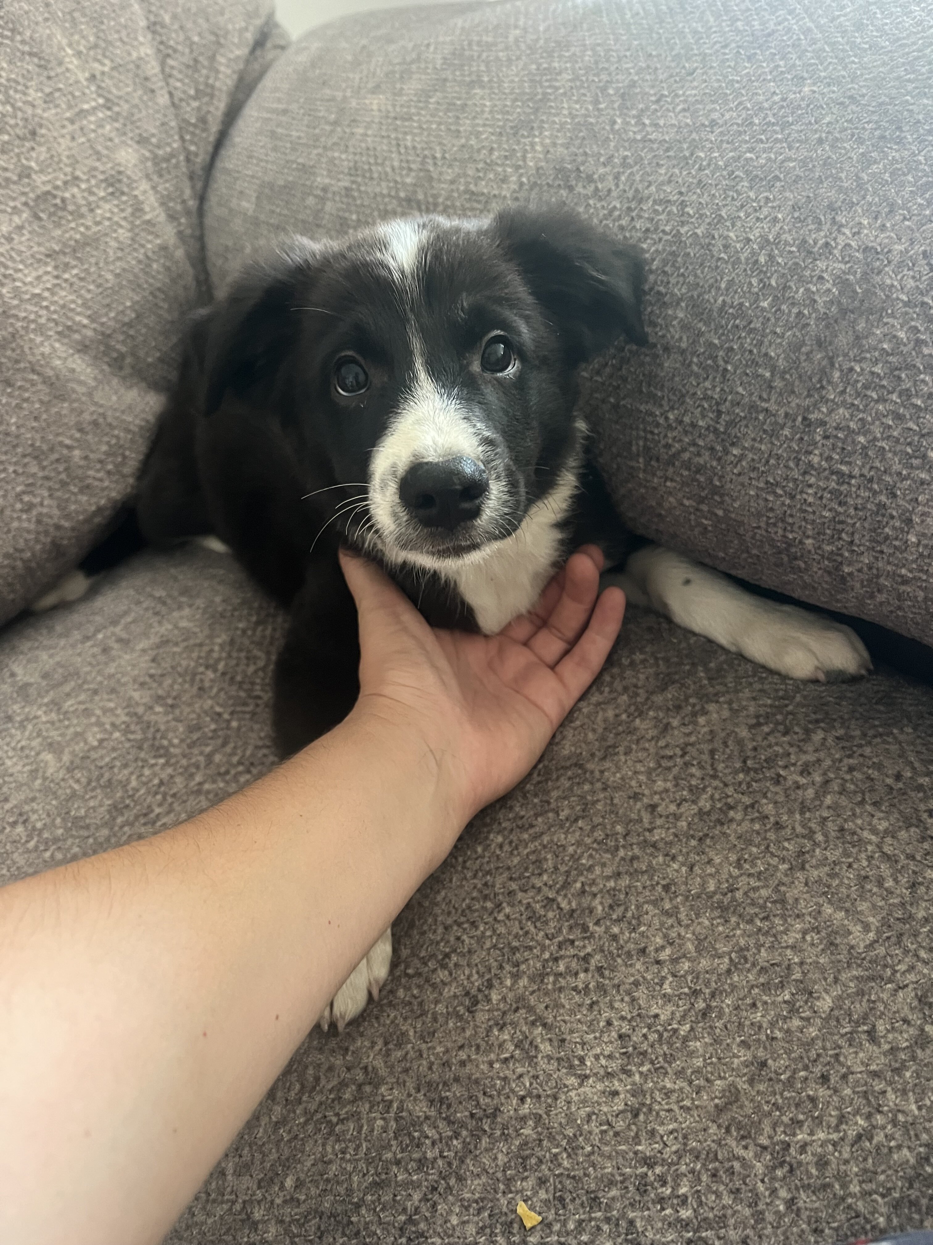 Border collie image 2