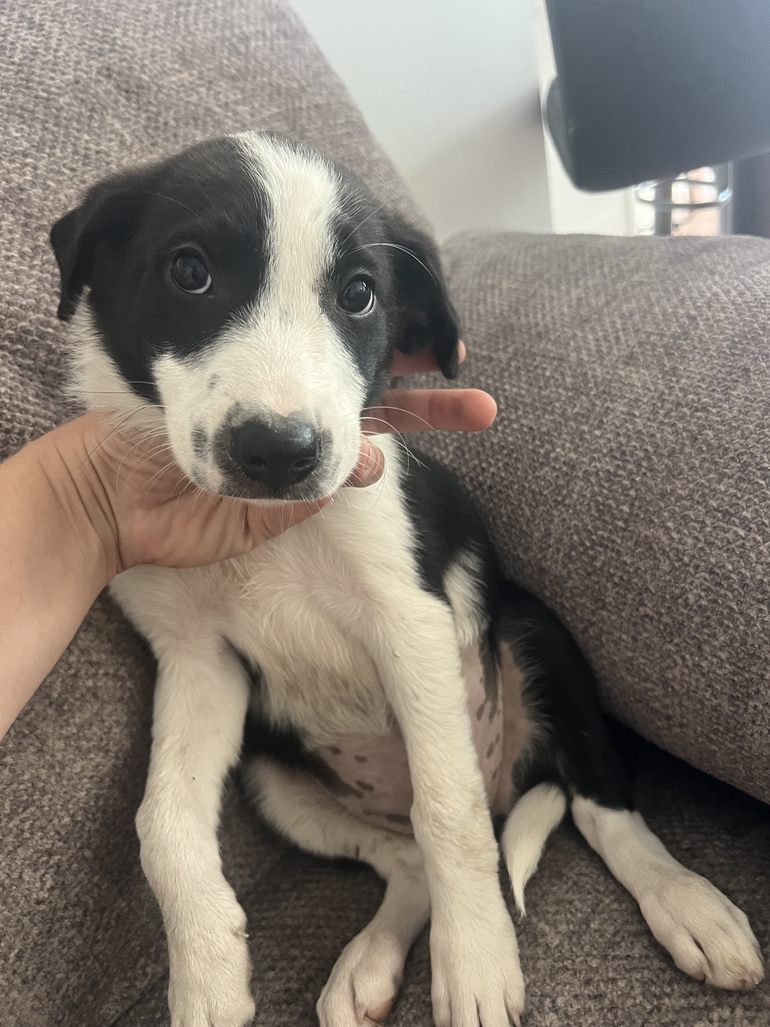 Border collie image 3