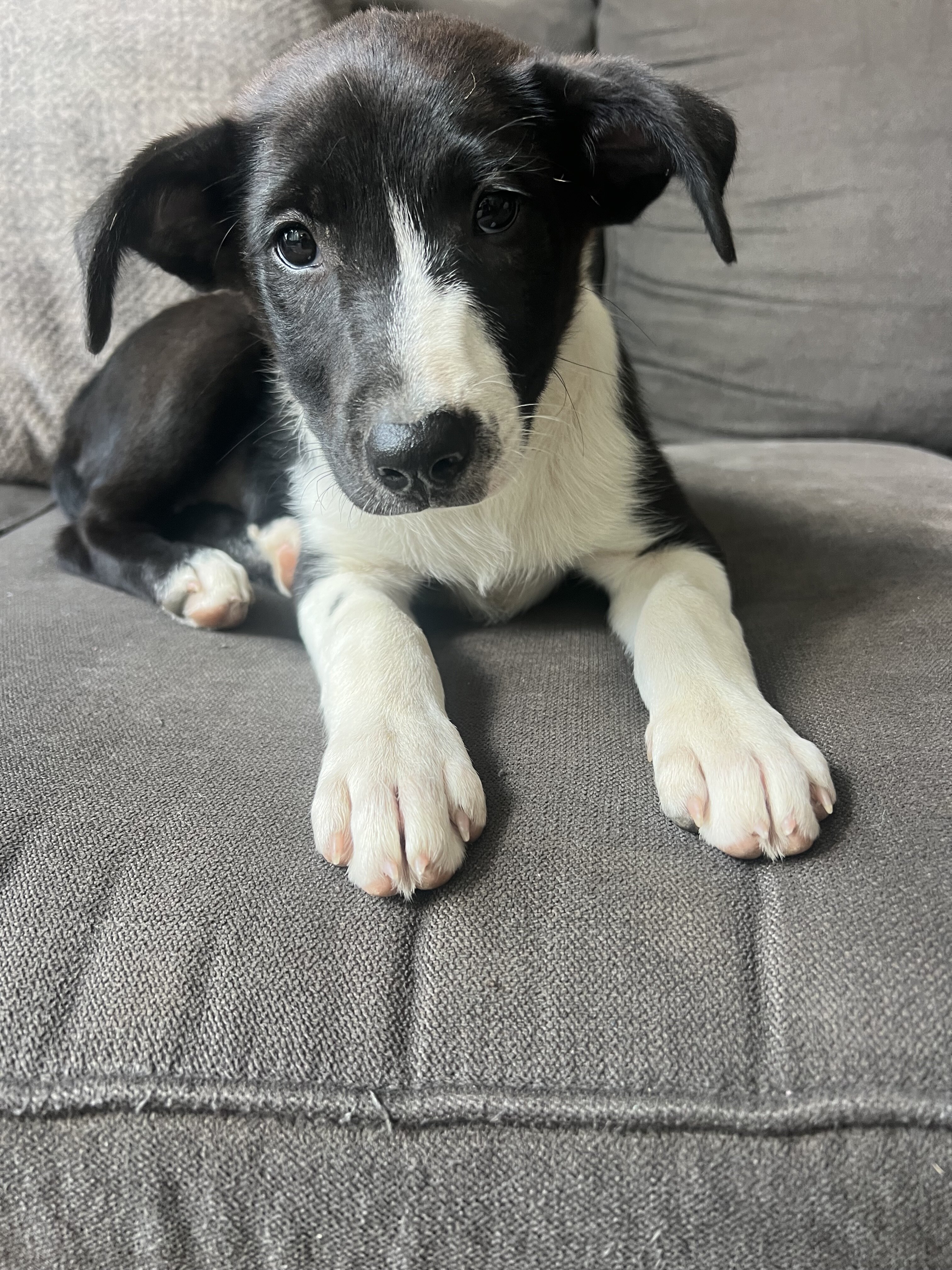 Border collie image 1