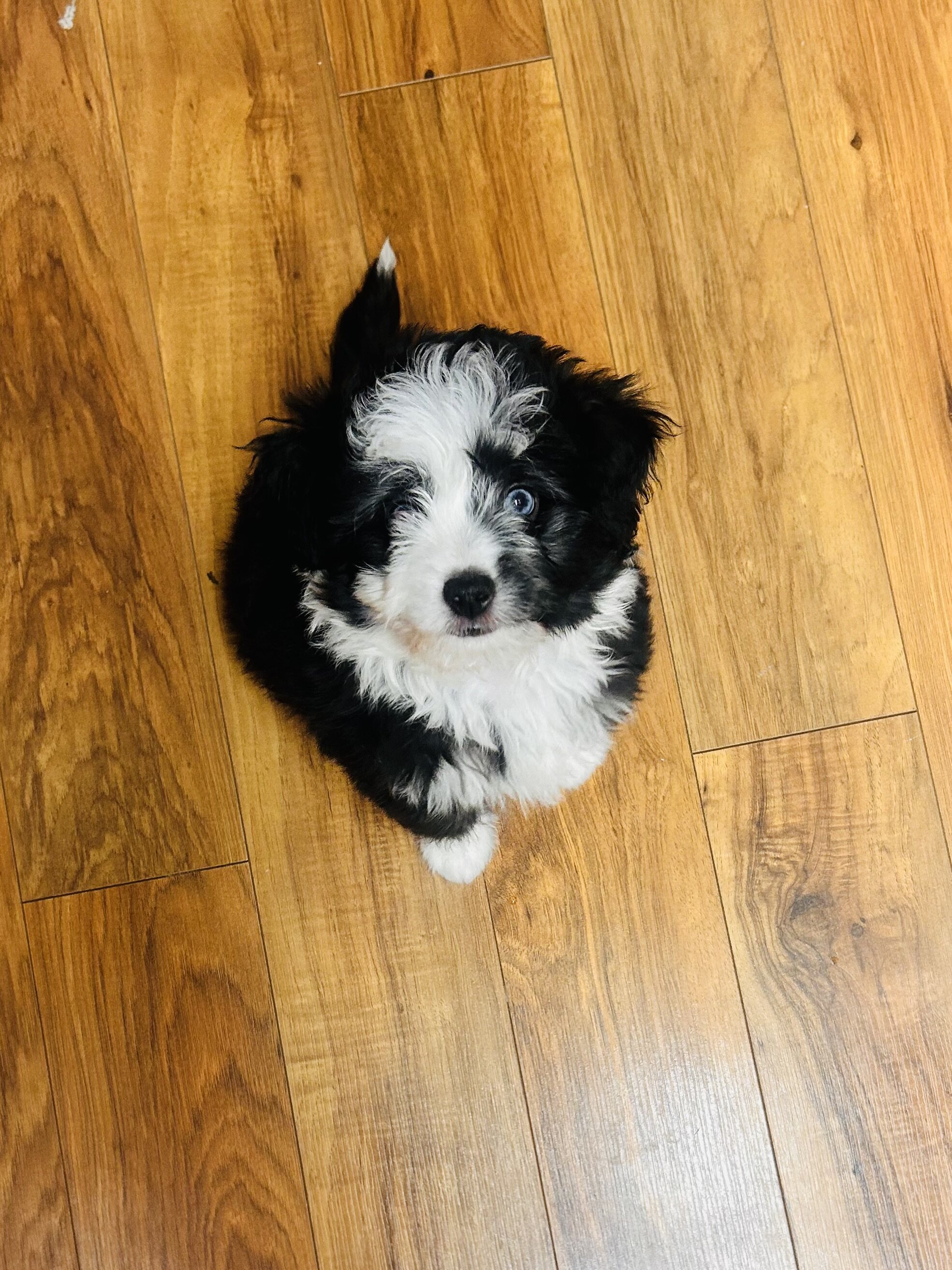 Mini Aussie Doodle image 1