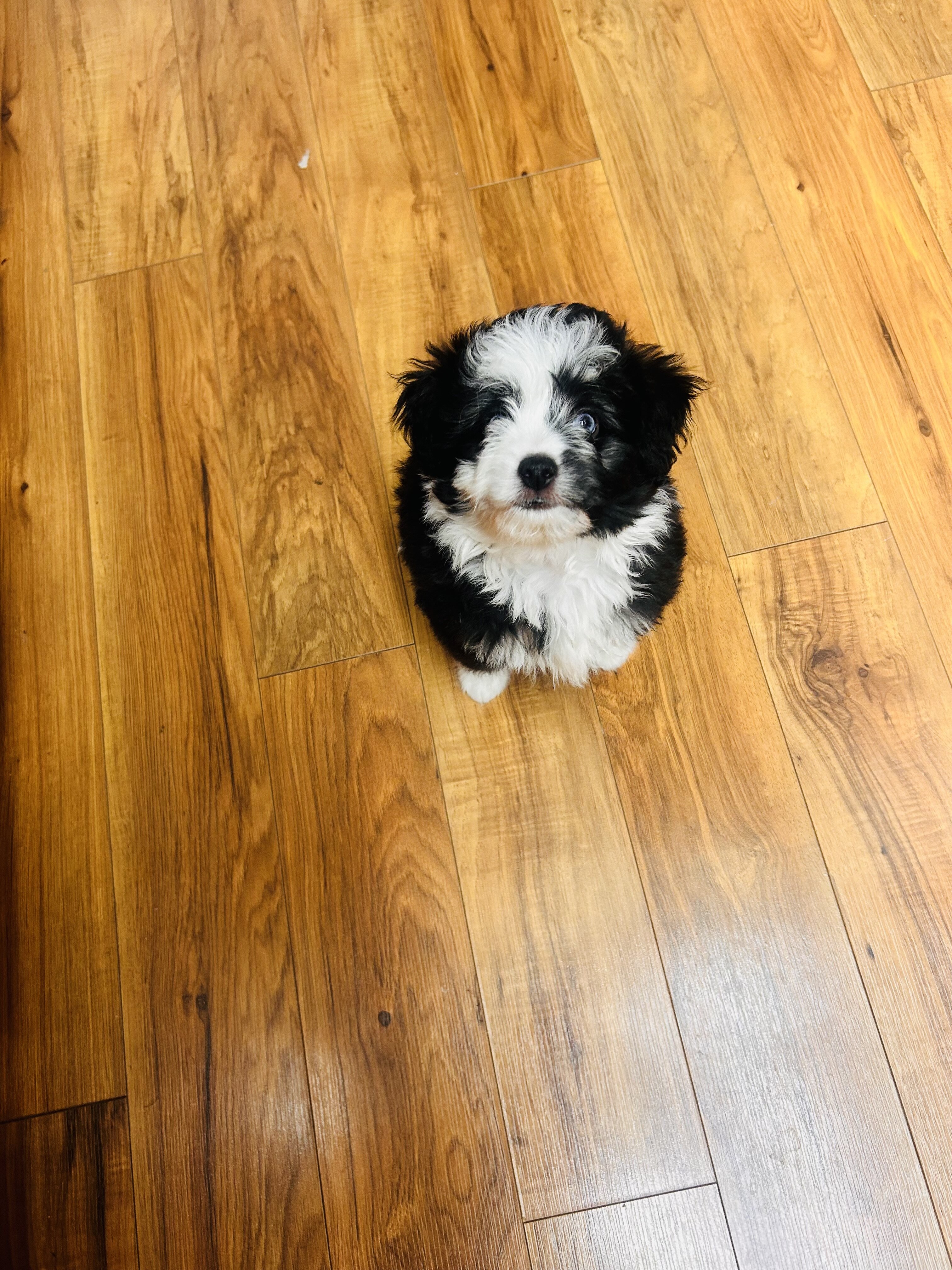 Mini Aussie Doodle image 2