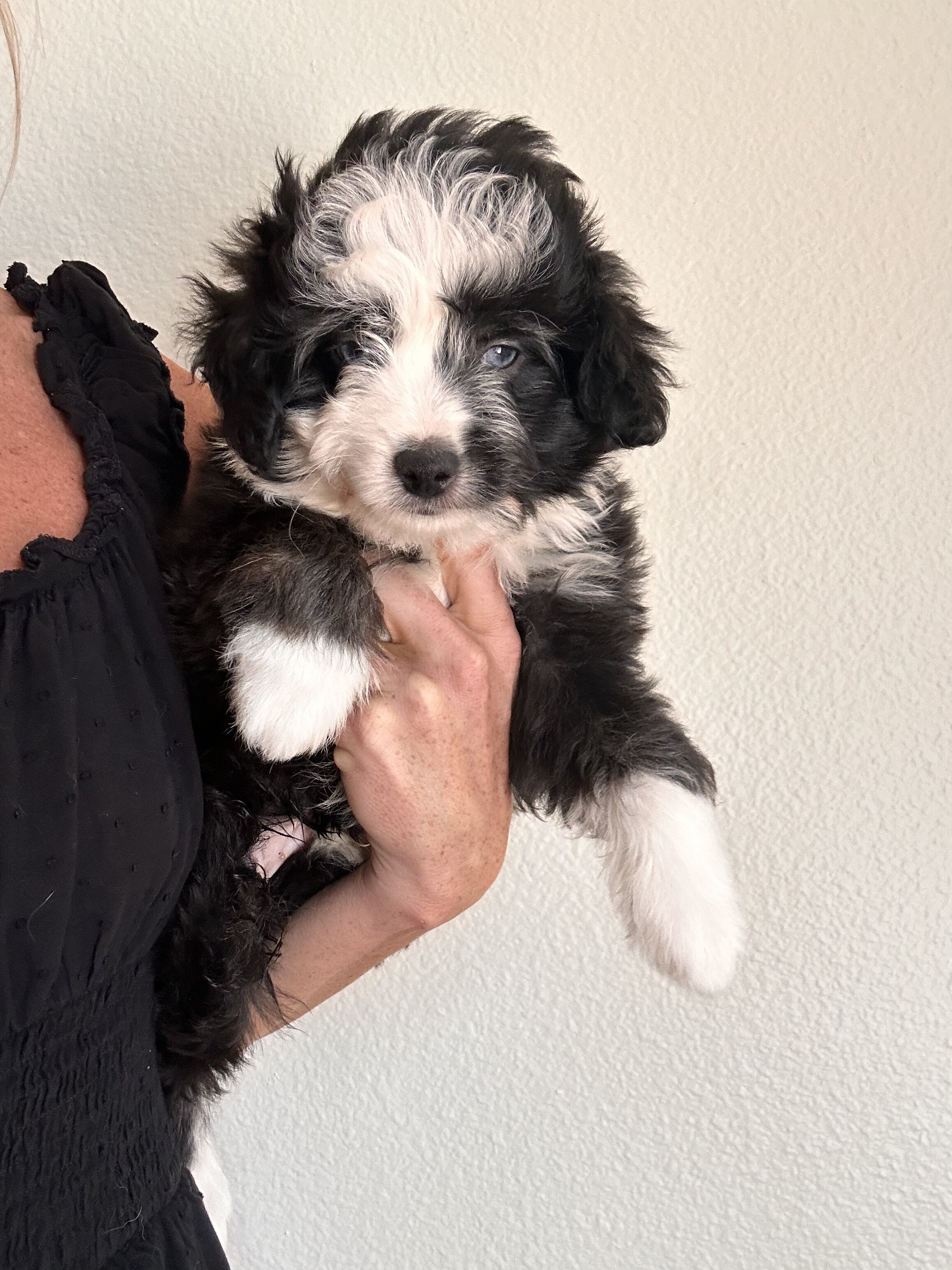 Mini Aussie Doodle image 3
