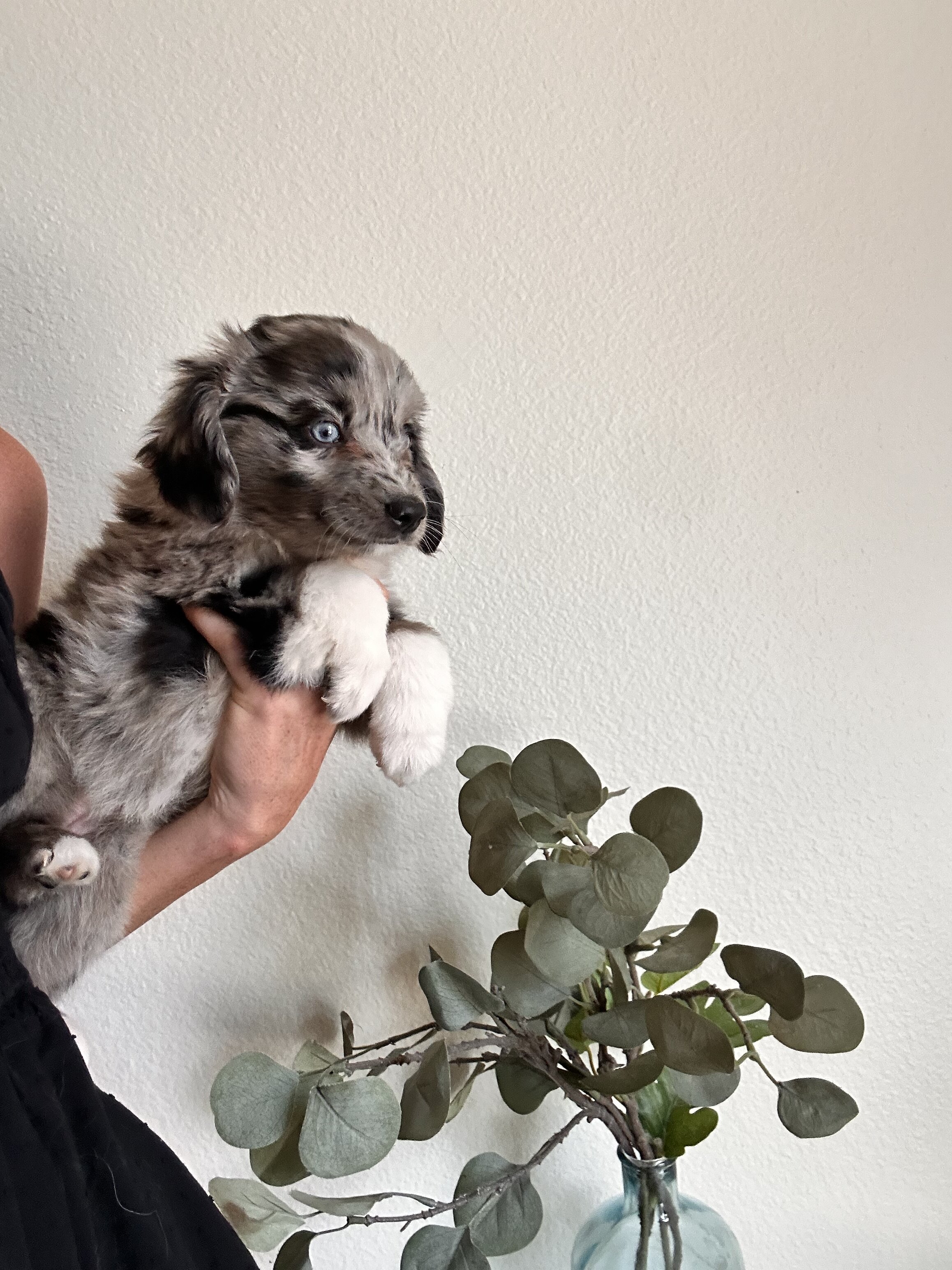 Mini Aussie Doodle image 10