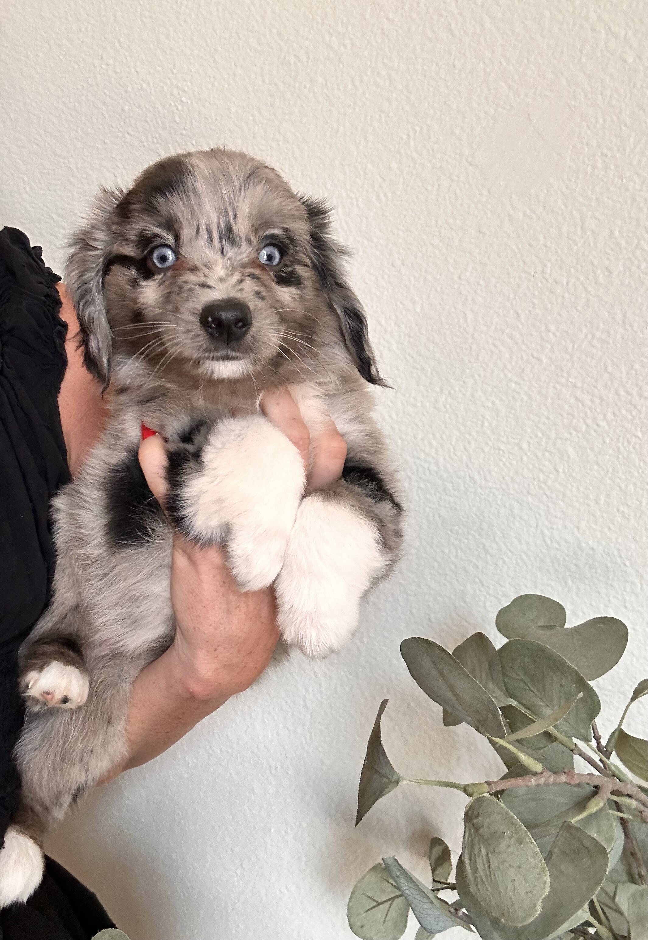 Mini Aussie Doodle image 6