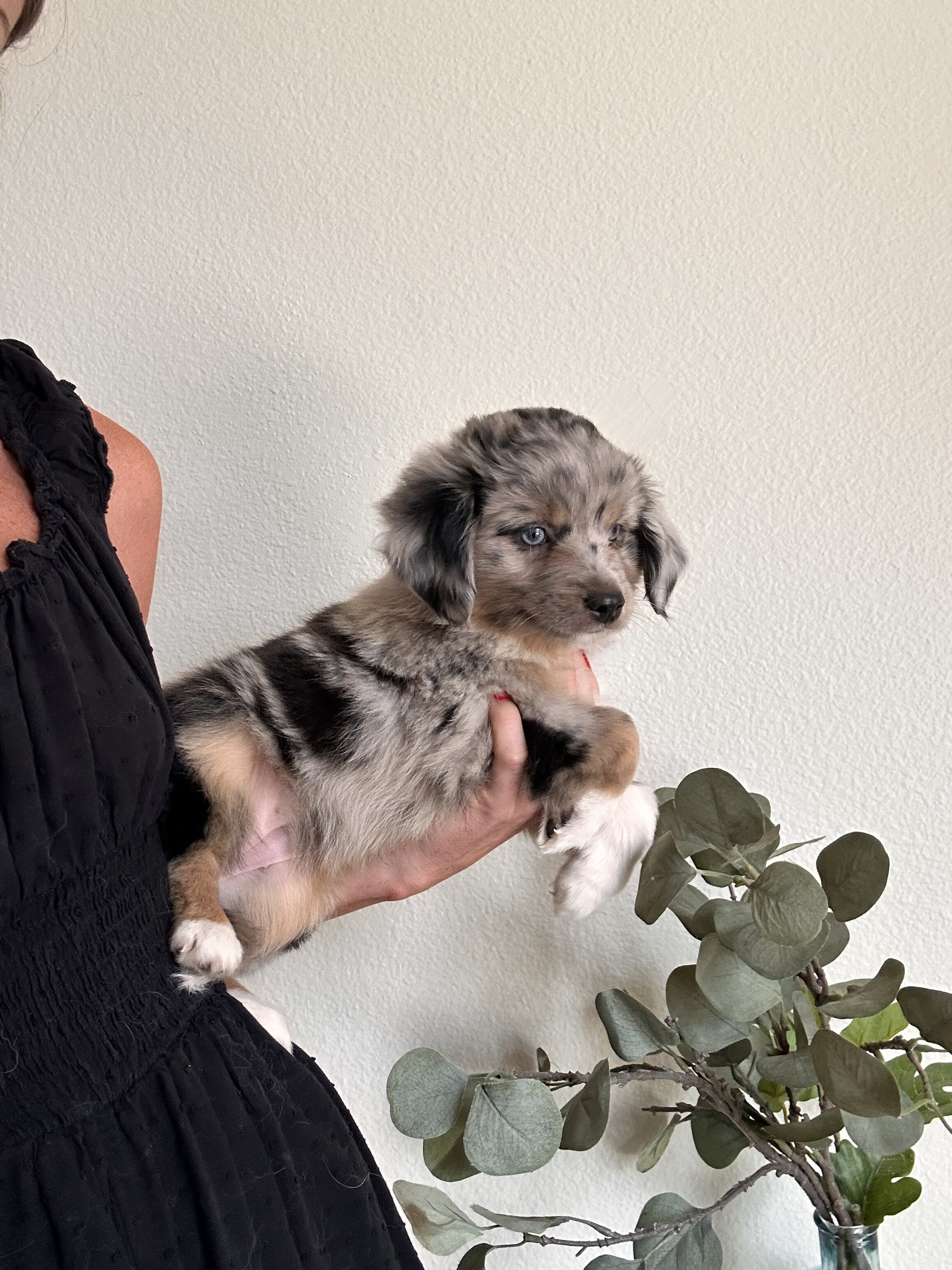 Mini Aussie Doodle image 7
