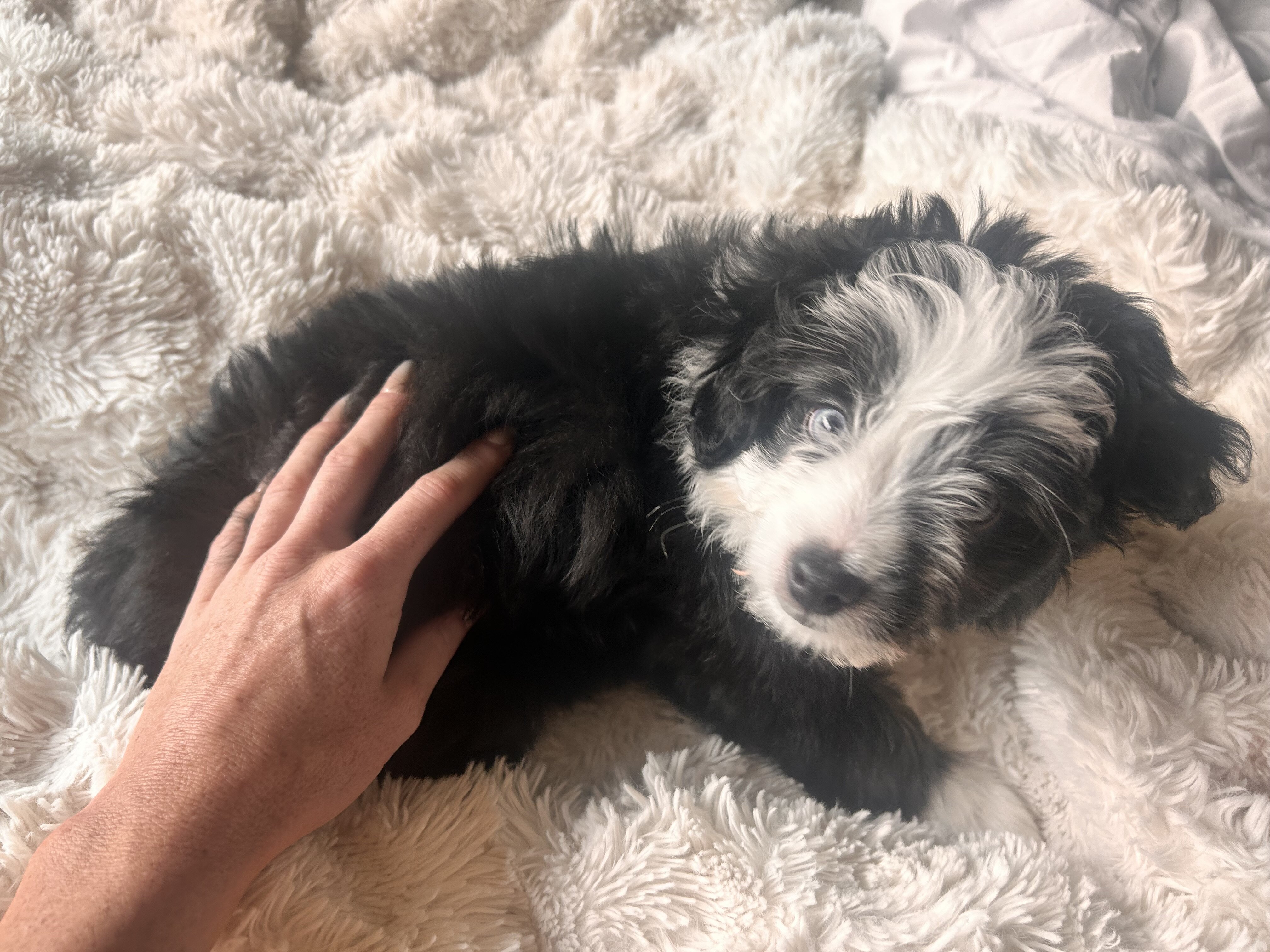 Mini Aussie Doodle image 4