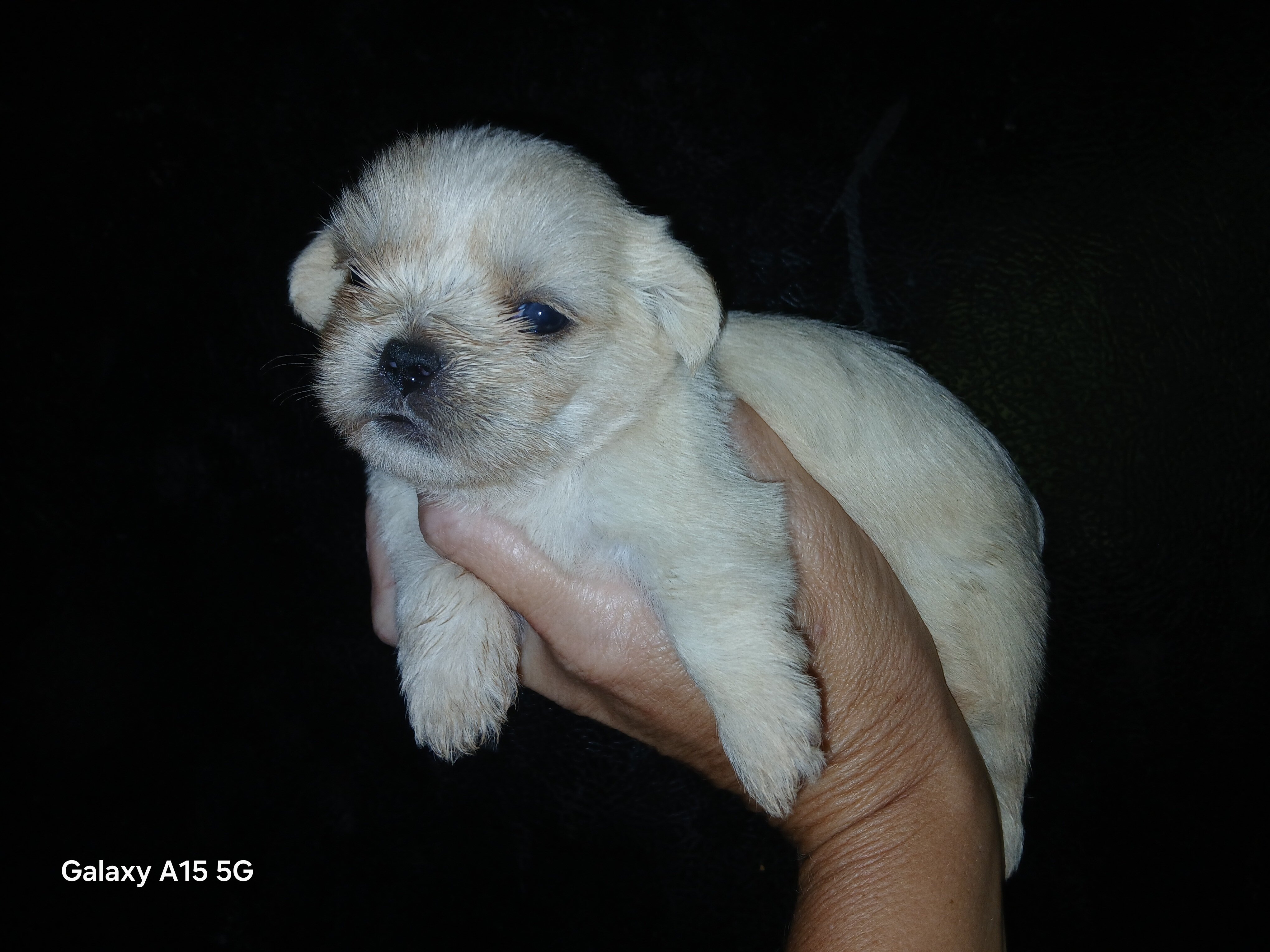 Shihpoo puppies image 1