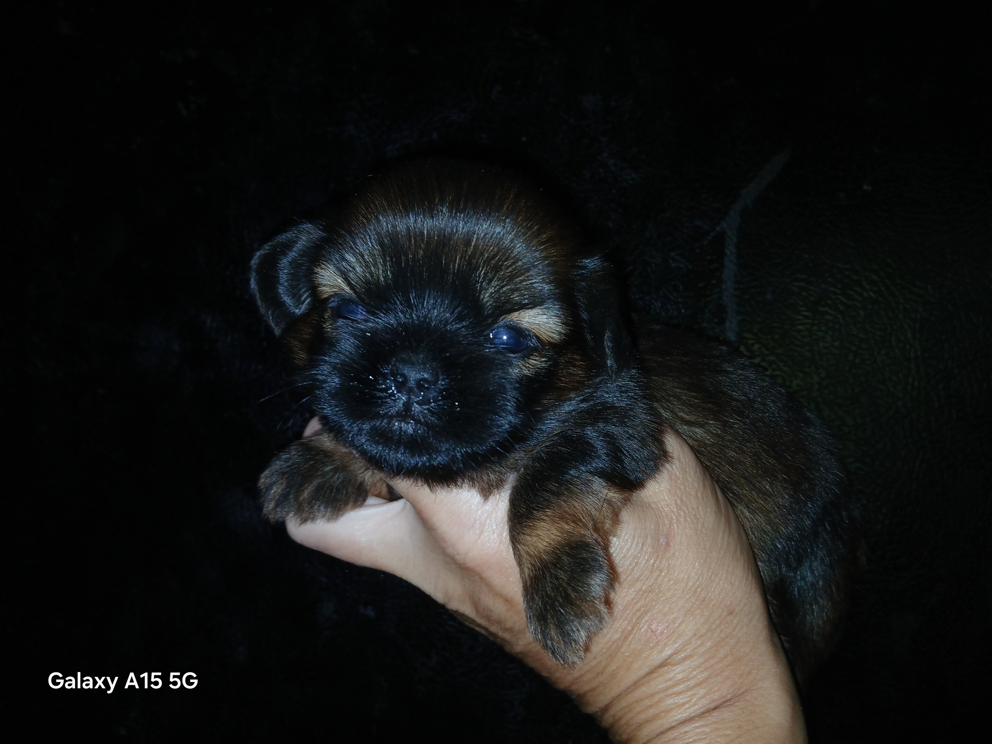Shihpoo puppies image 2