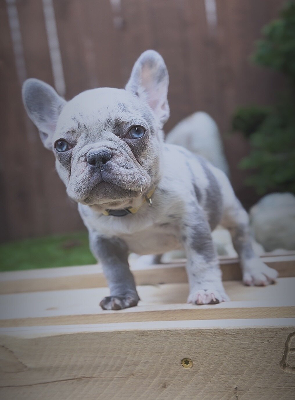 French Bulldog Puppies image 1