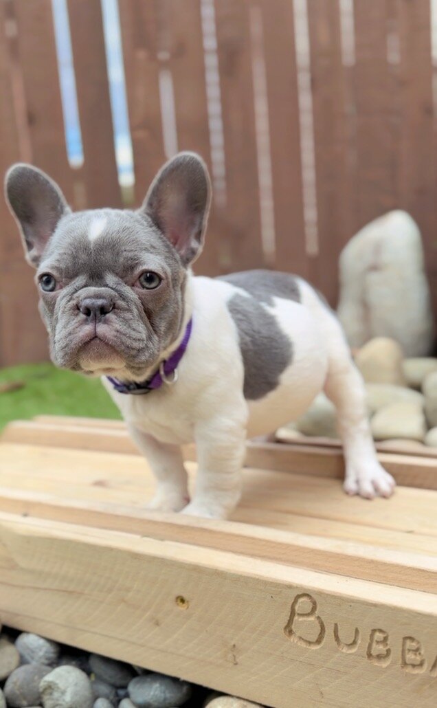 French Bulldog Puppies image 3
