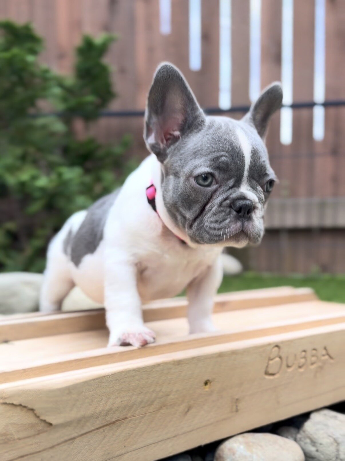 French Bulldog Puppies image 2
