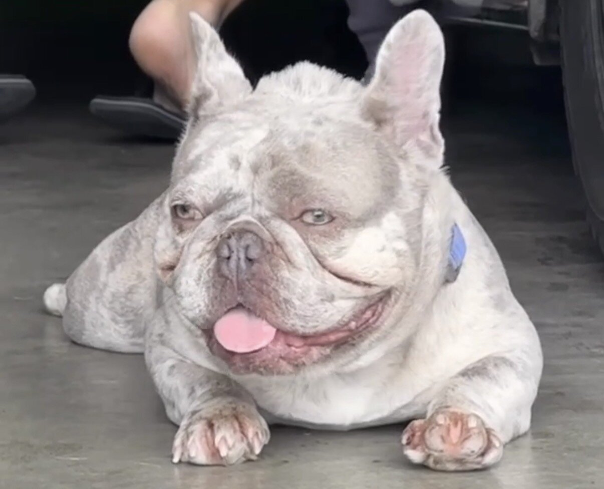 French Bulldog Puppies image 4
