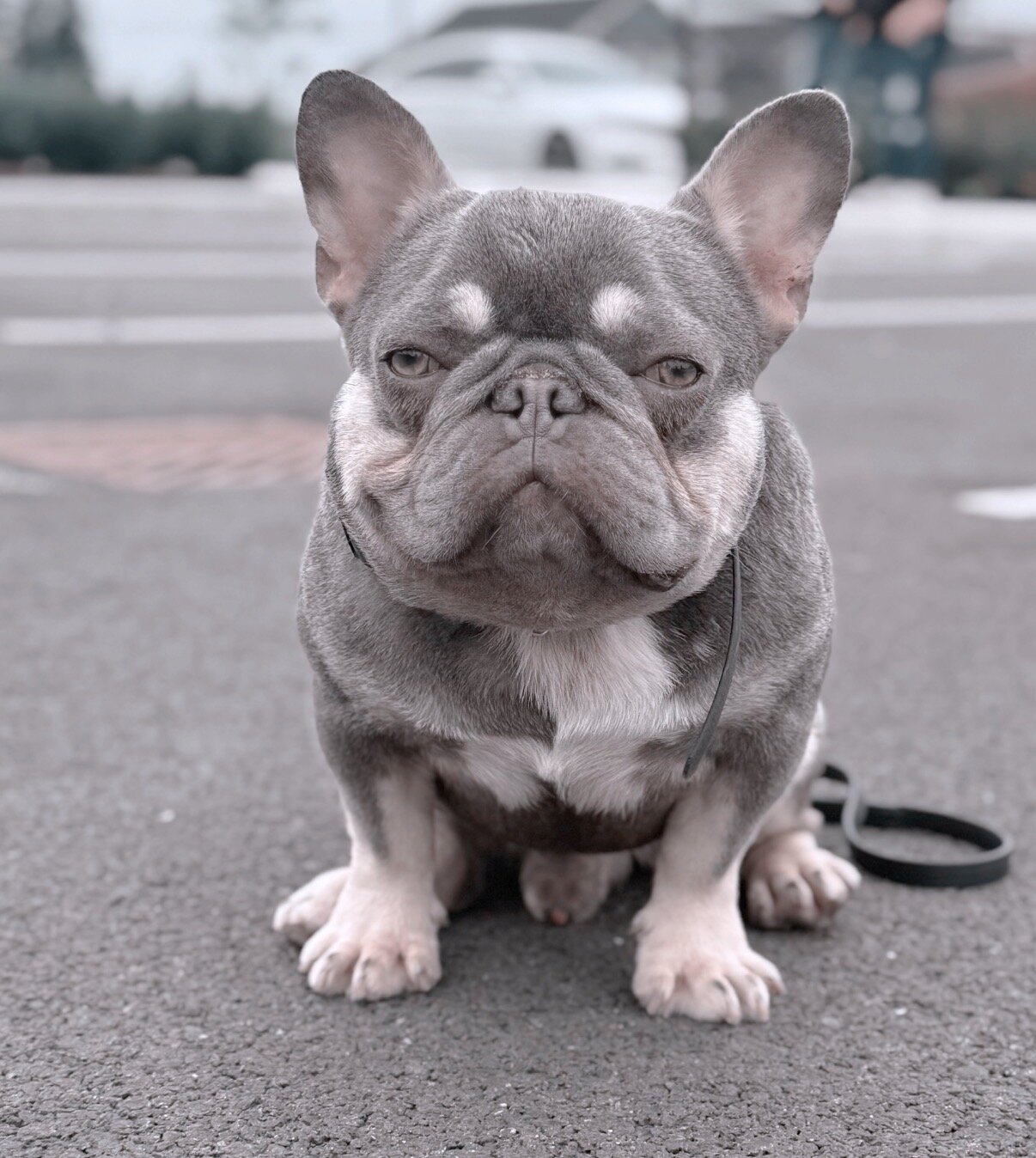 French Bulldog Puppies image 5