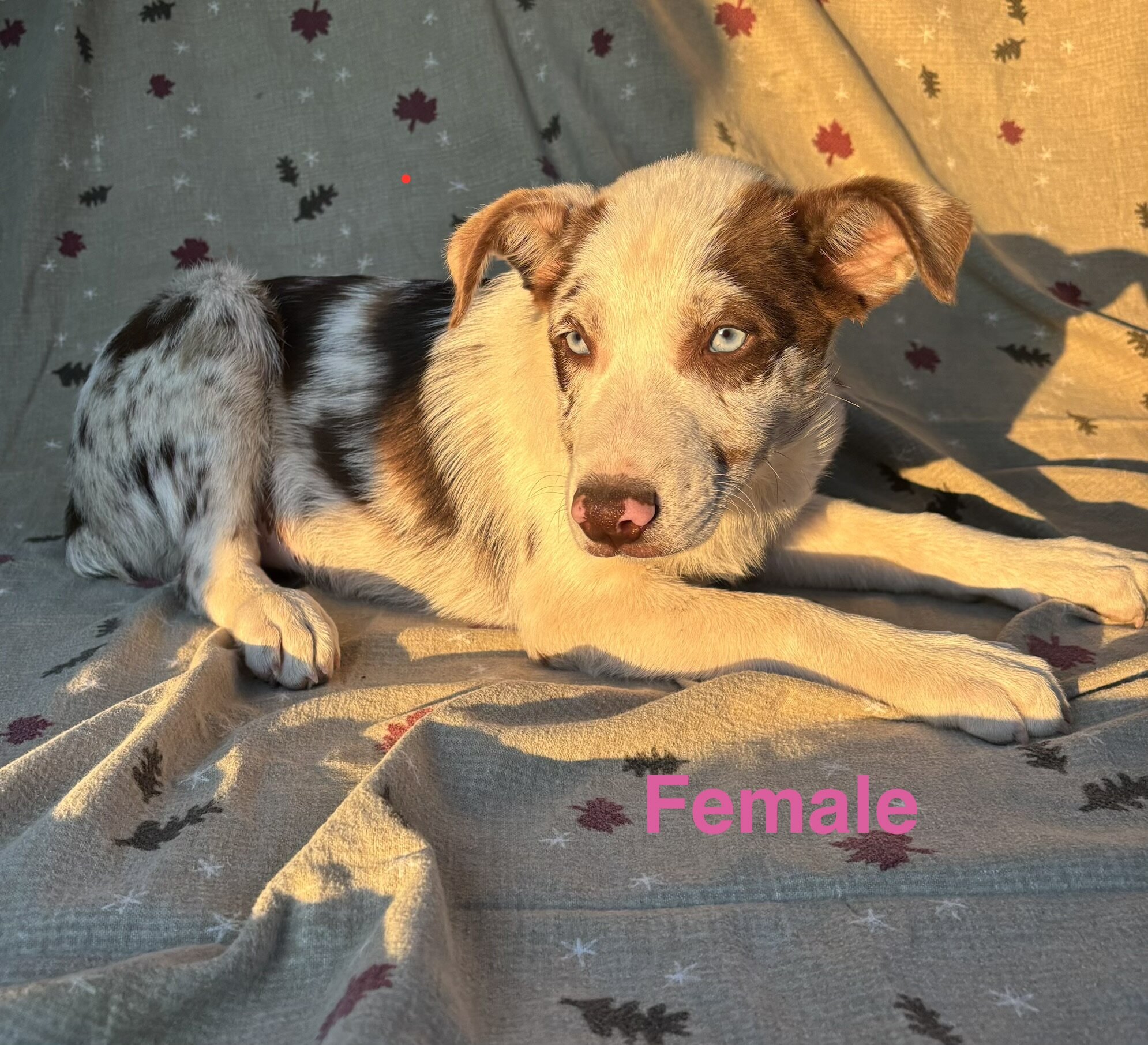 Tricolor Australian Shepherds 8 weeks image 3