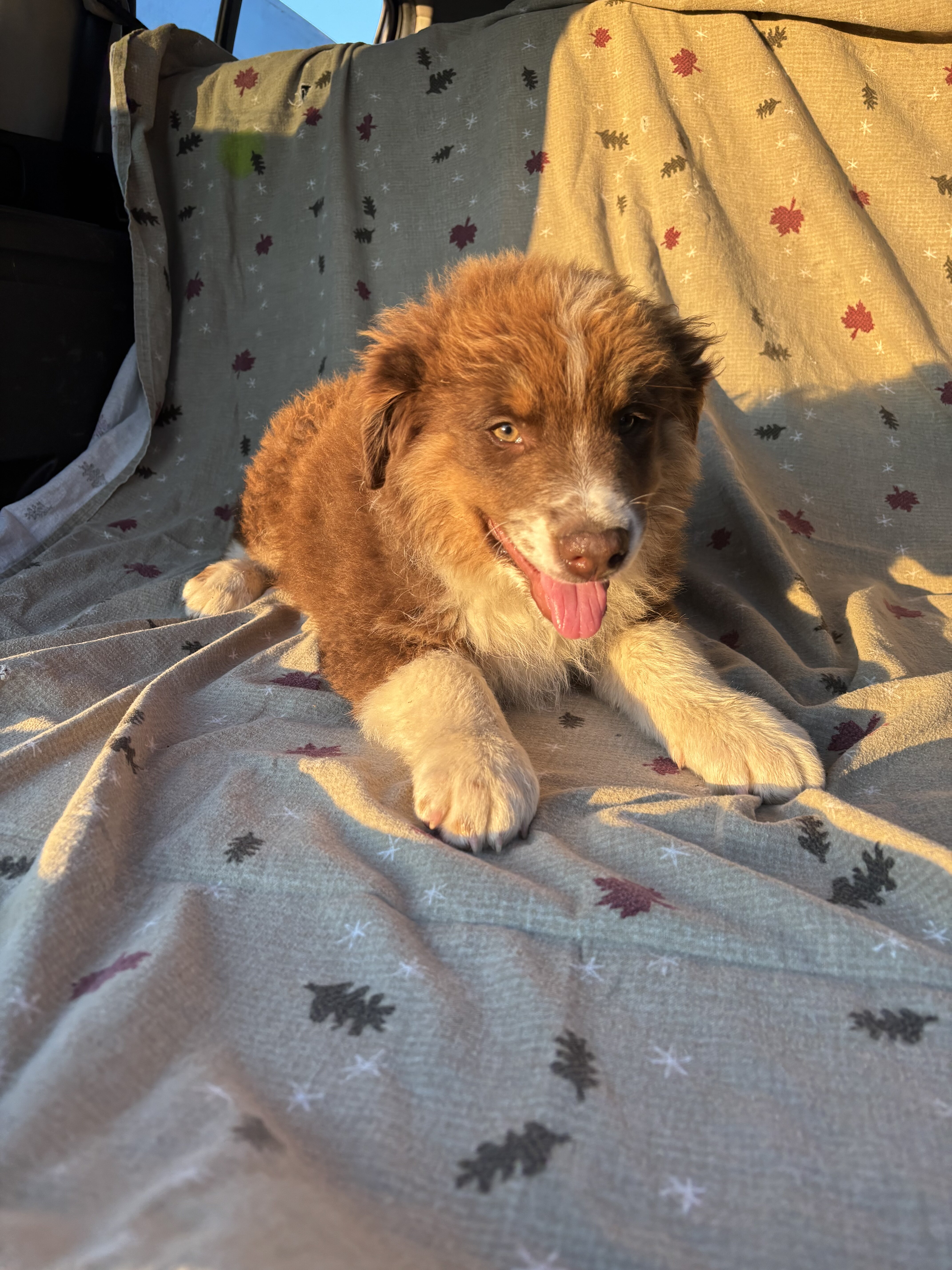 Tricolor Australian Shepherds 8 weeks image 4