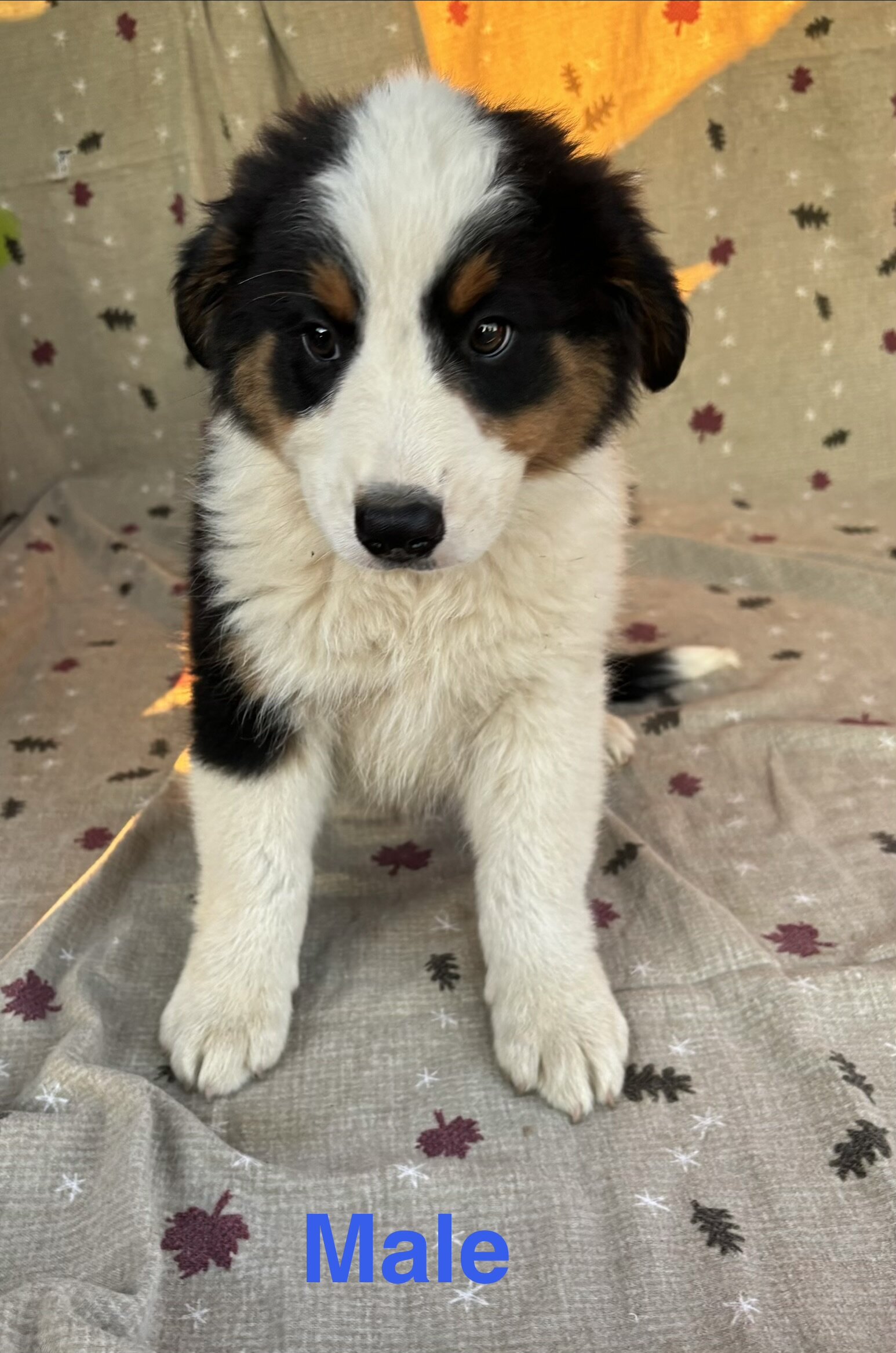 Tricolor Australian Shepherds 8 weeks image 1