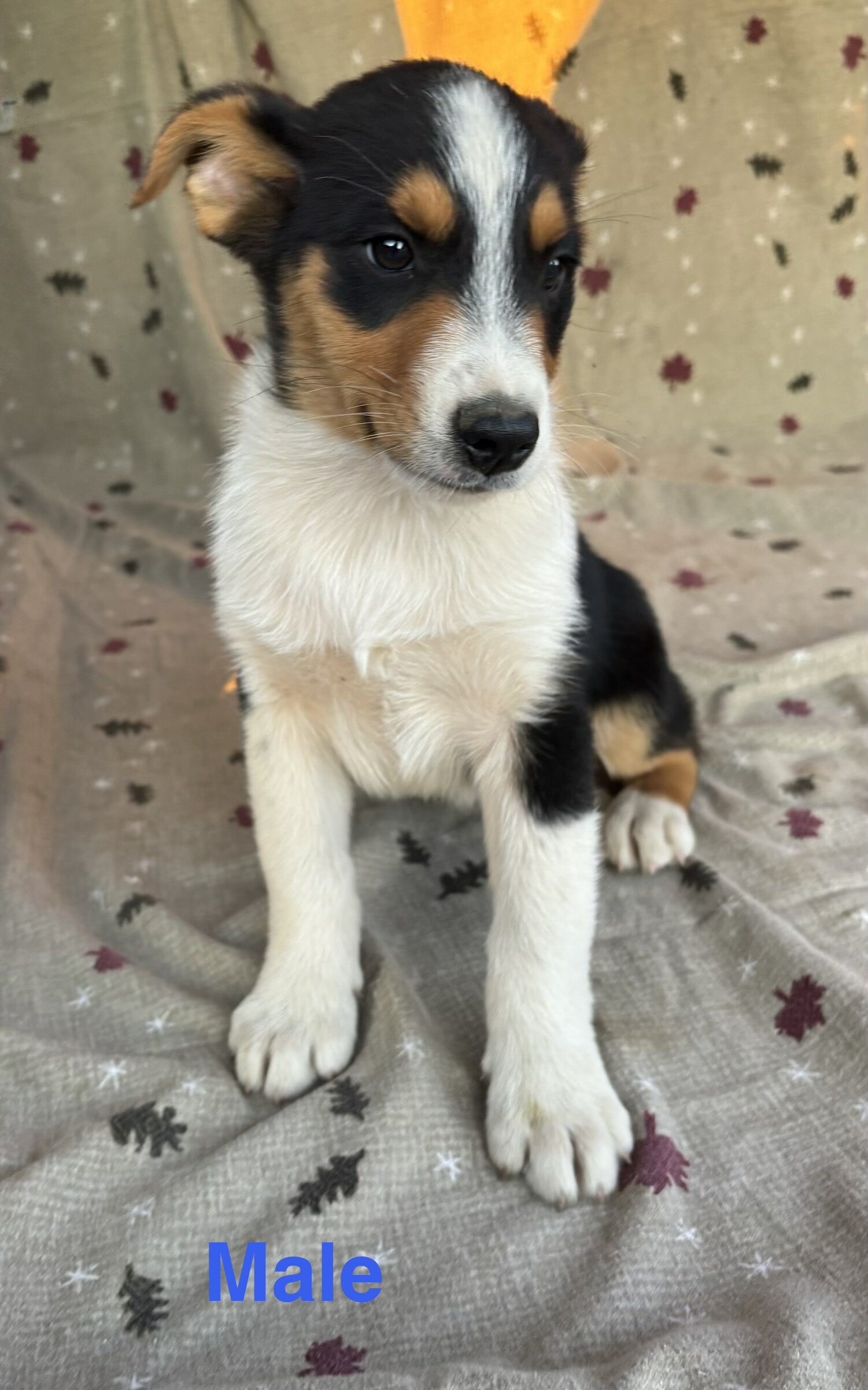 Tricolor Australian Shepherds 8 weeks image 2