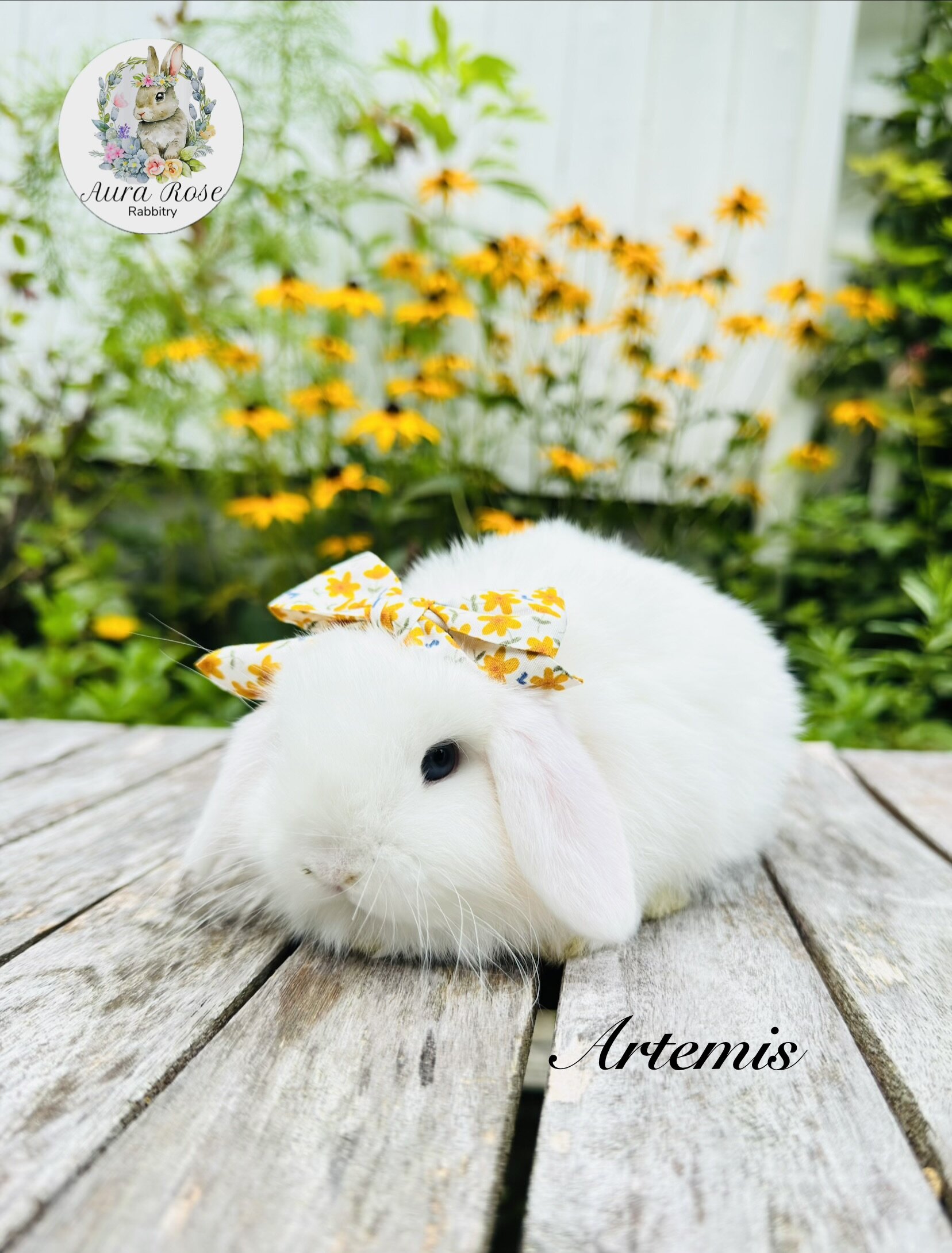 Dwarf holland lops image 1
