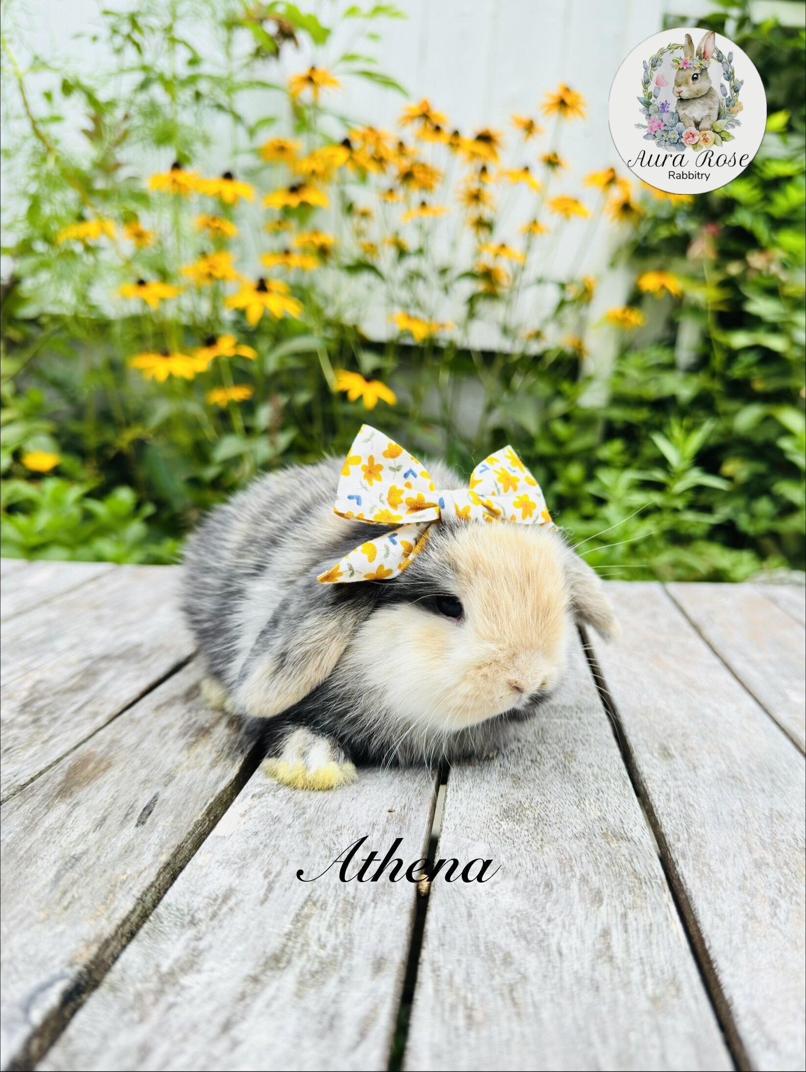 Dwarf holland lops image 2