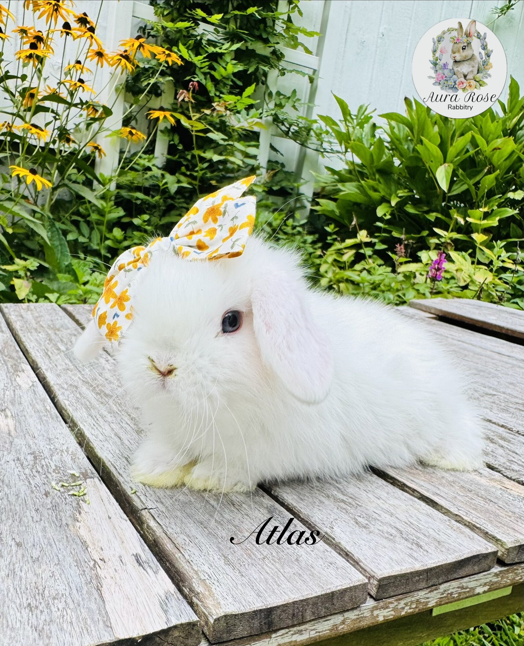Dwarf holland lops image 3