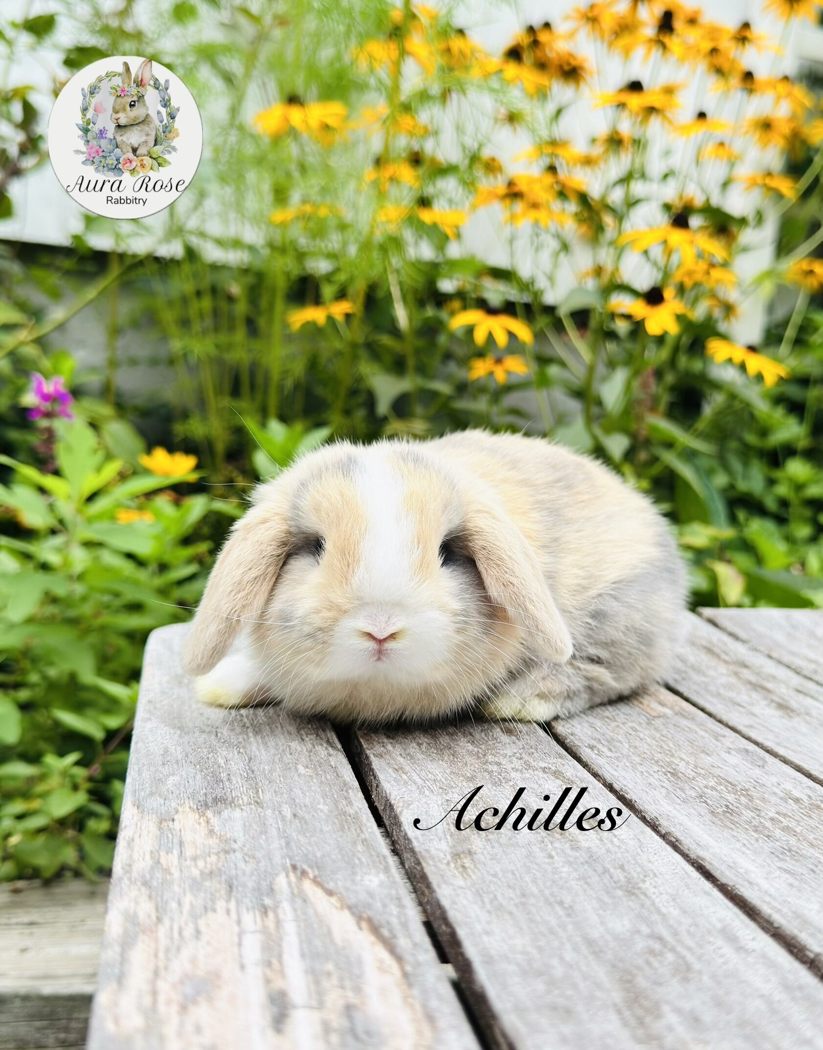 Dwarf holland lops image 5