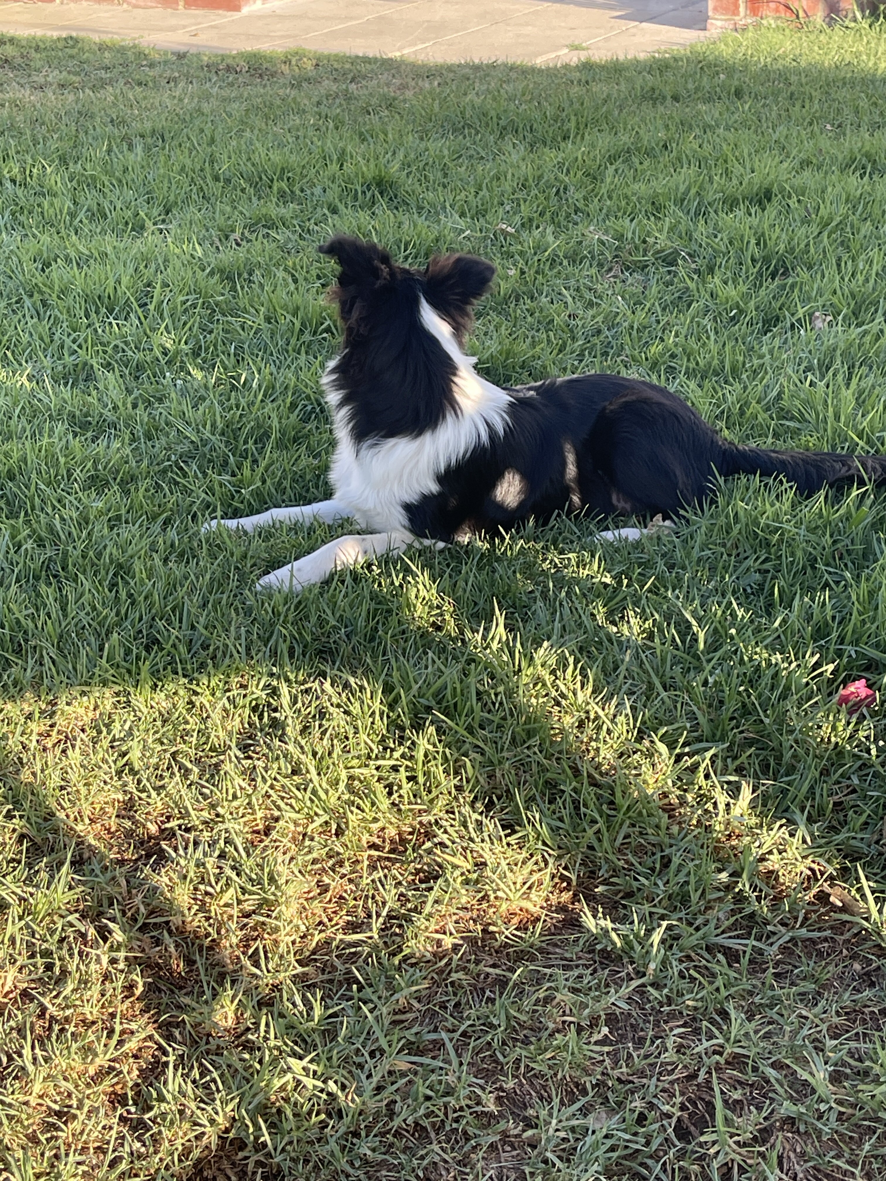 AKC Shetland sheepdog image 2