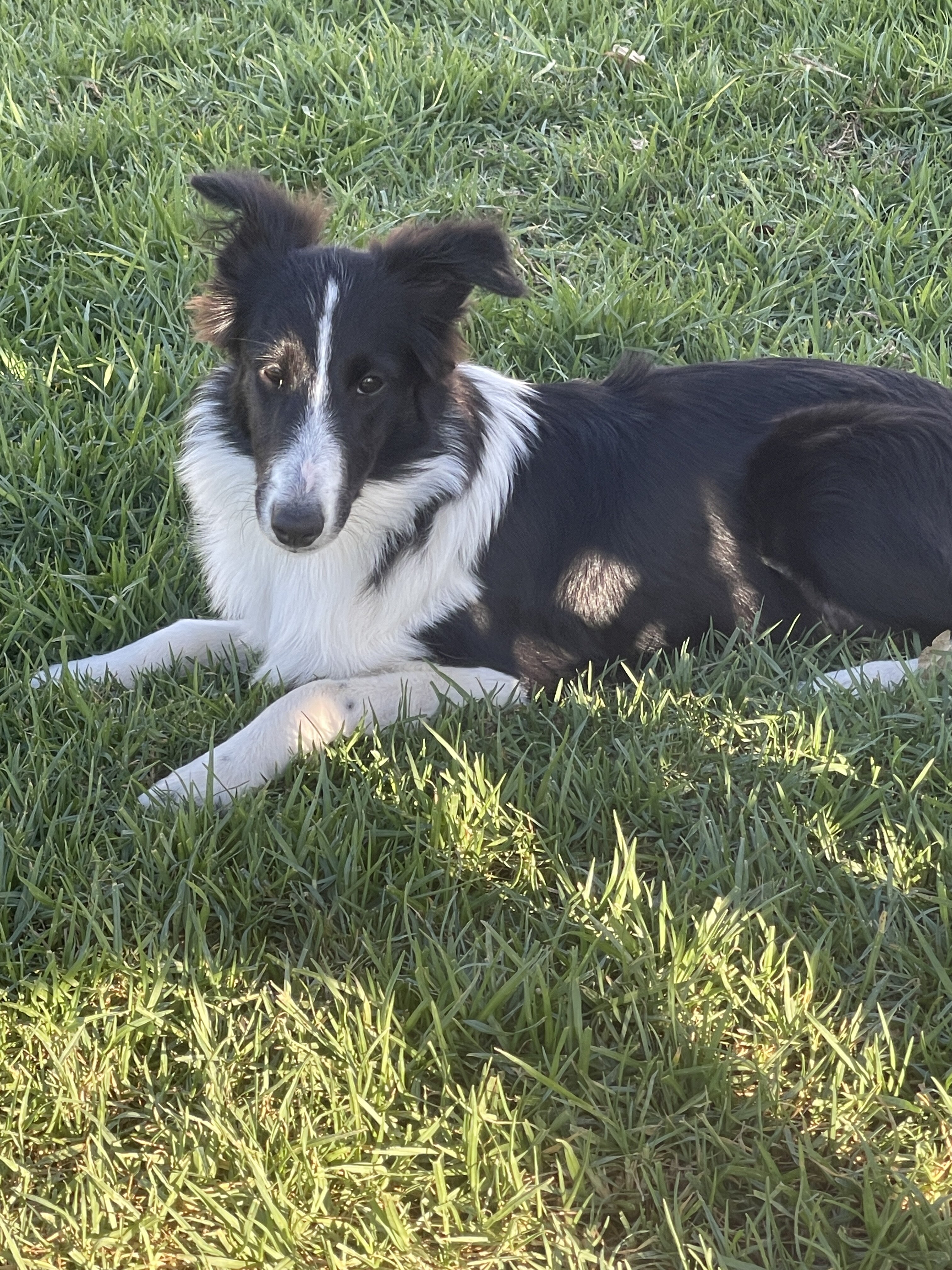 AKC Shetland sheepdog image 1