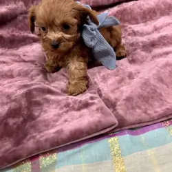 Toy maltipoo