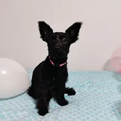 CKC Registered KB Black Purebred Yorkie Puppies