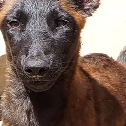 Puppy 5 months old