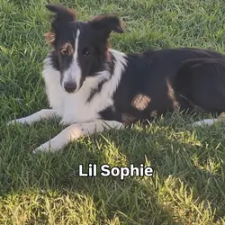 AKC Shetland Sheep Dog